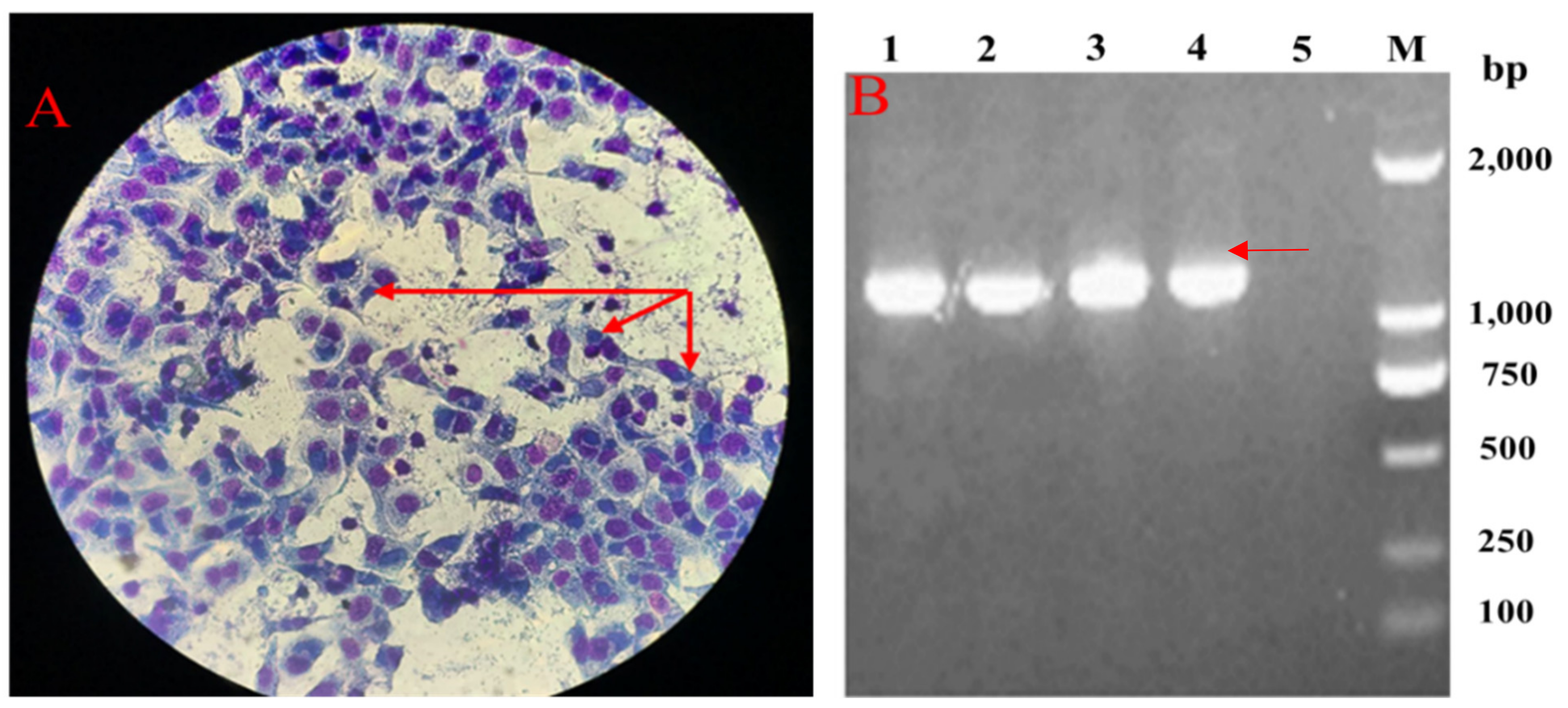 Pathogens 10 00755 g001