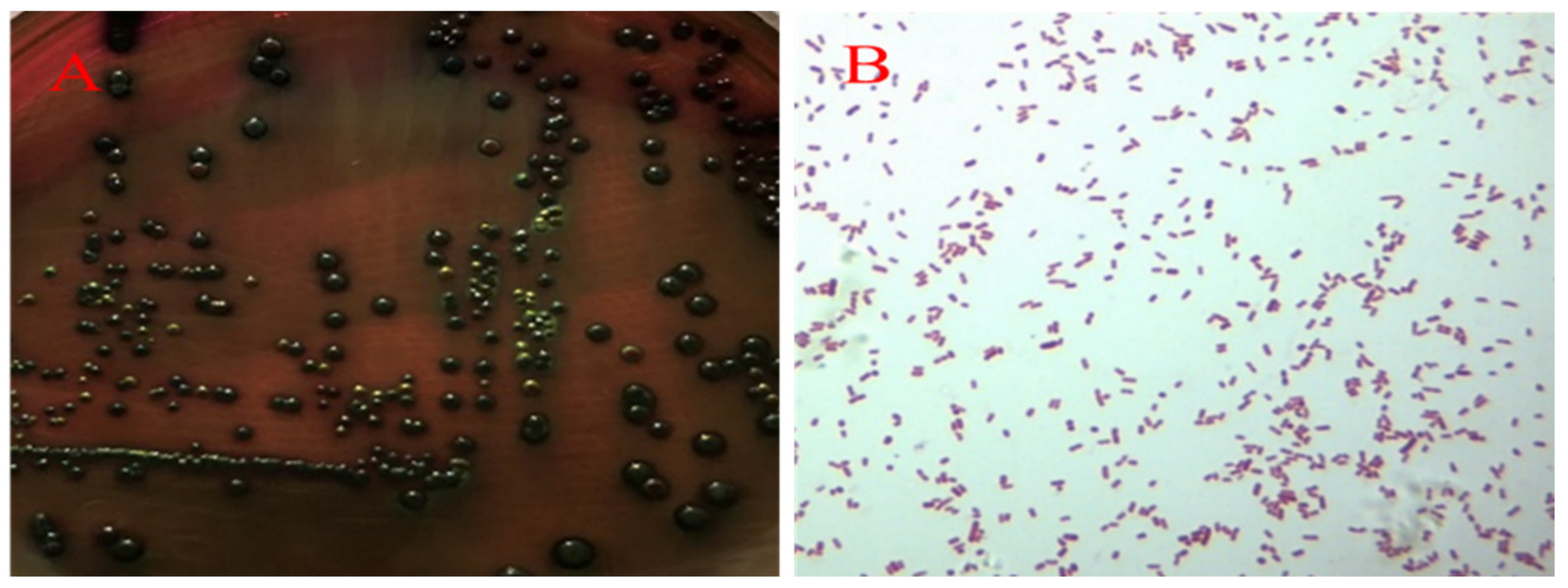 Pathogens 10 00755 g003
