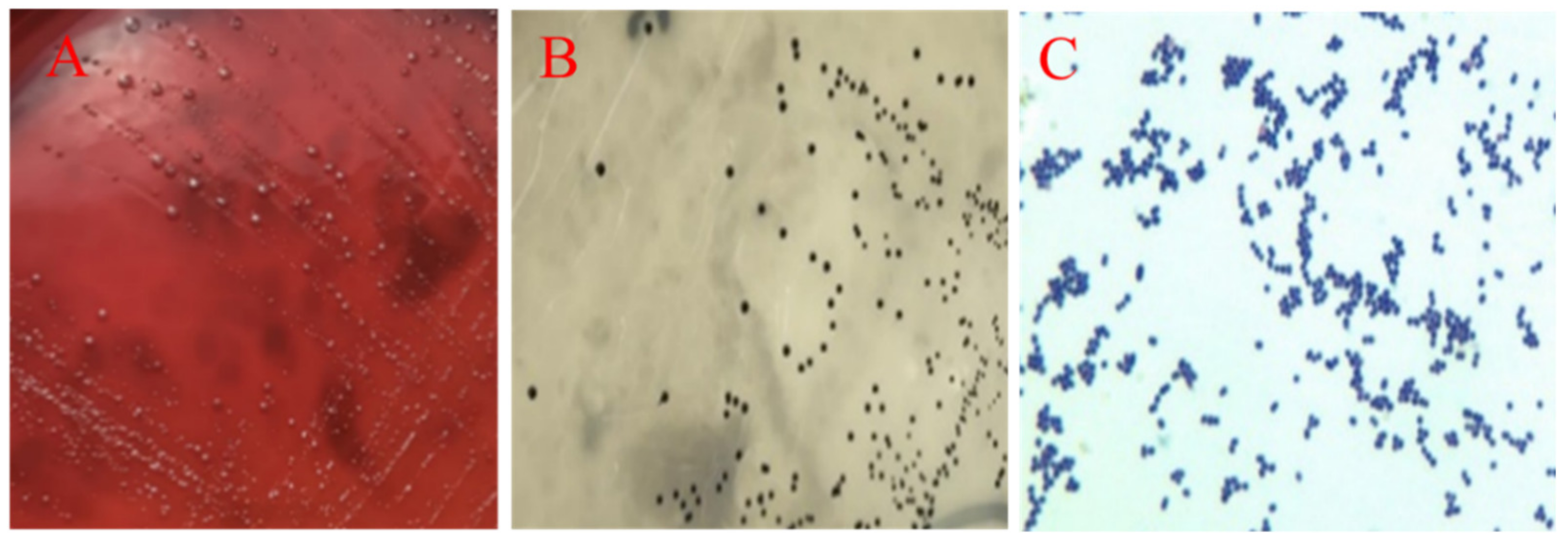 Pathogens 10 00755 g004