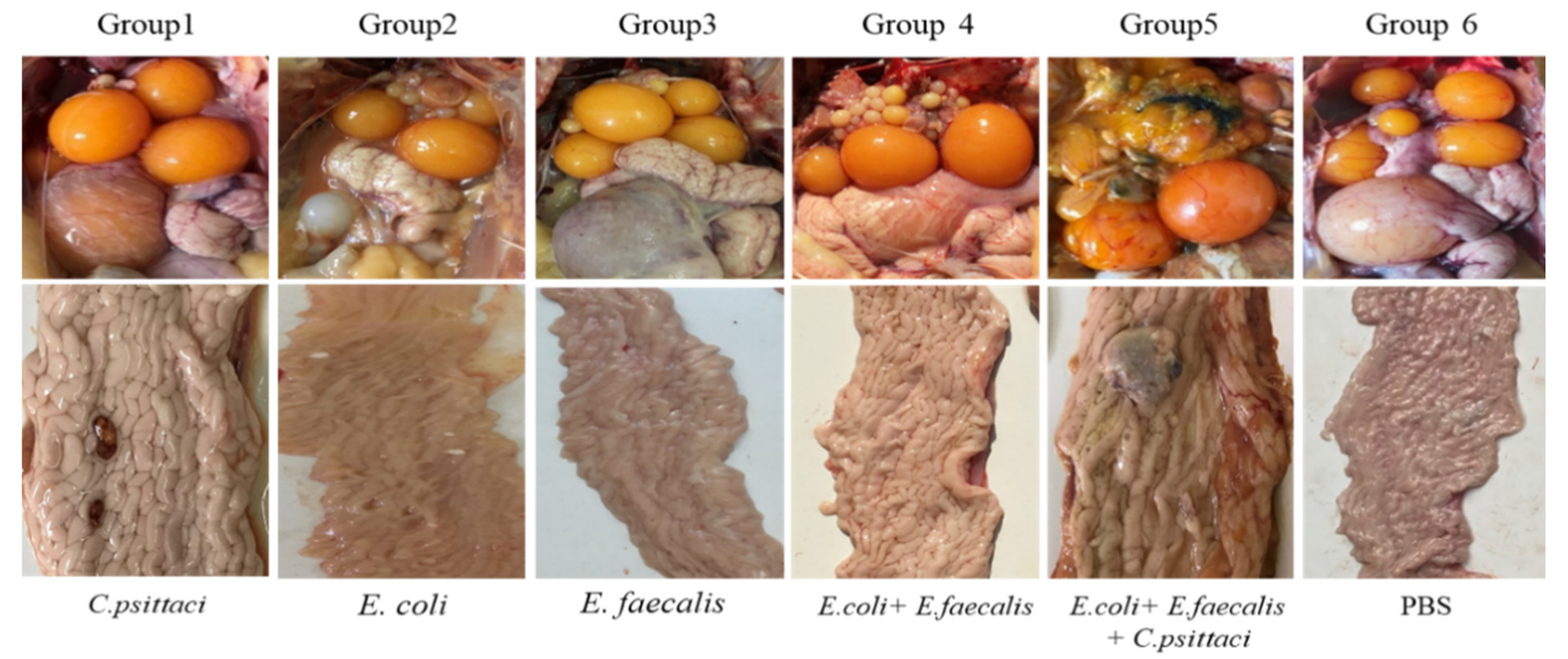 Pathogens 10 00755 g006