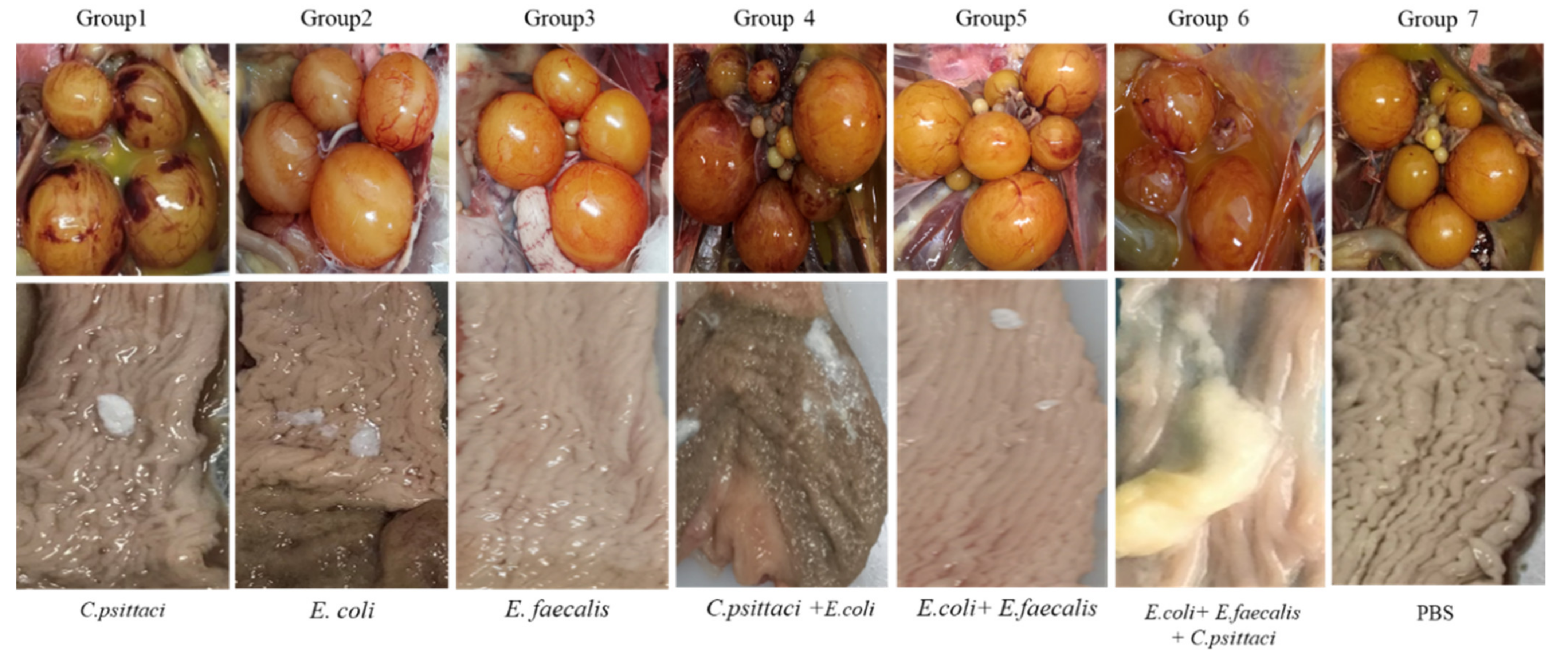Pathogens 10 00755 g007