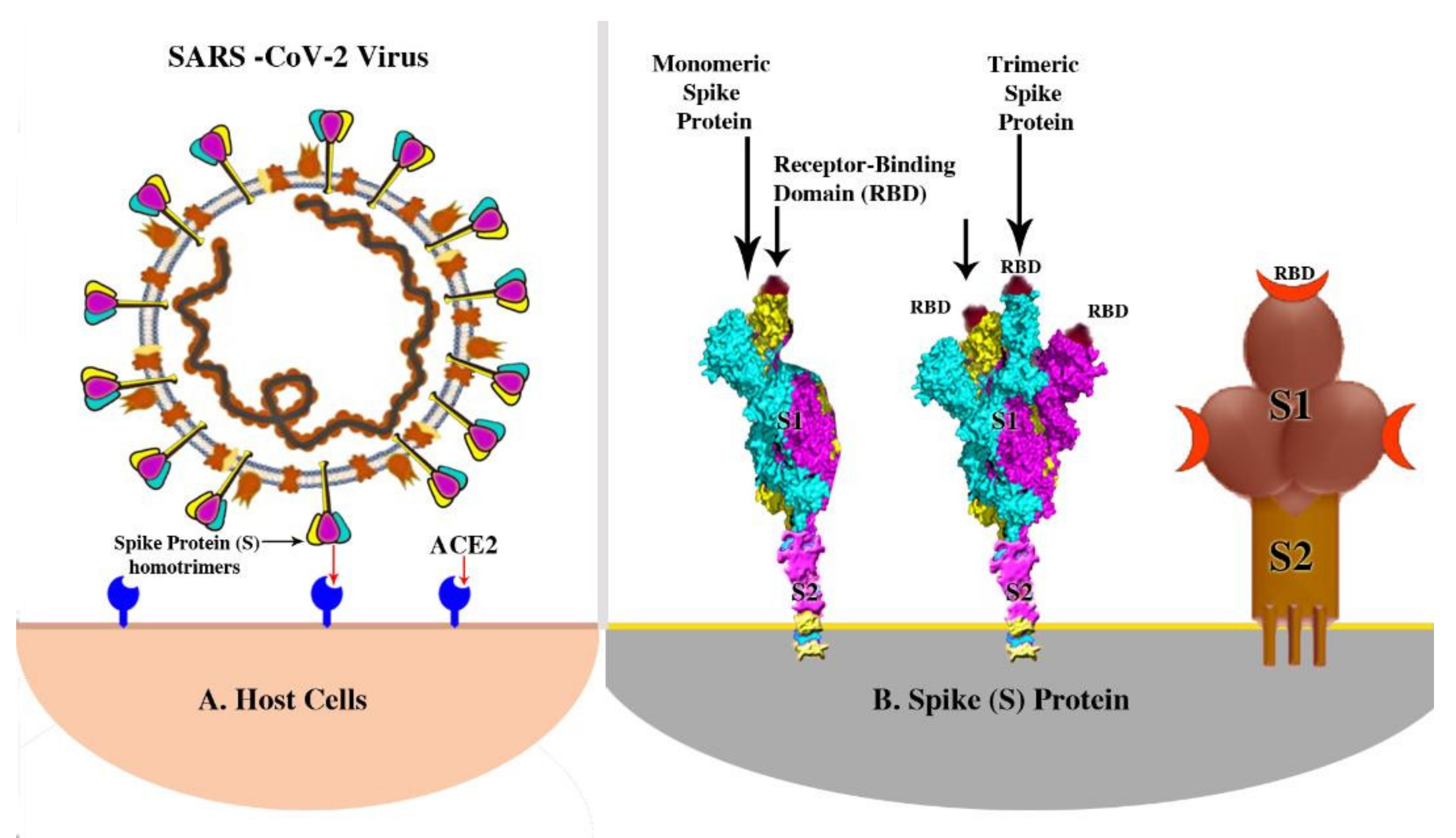 Pathogens 10 00788 g003