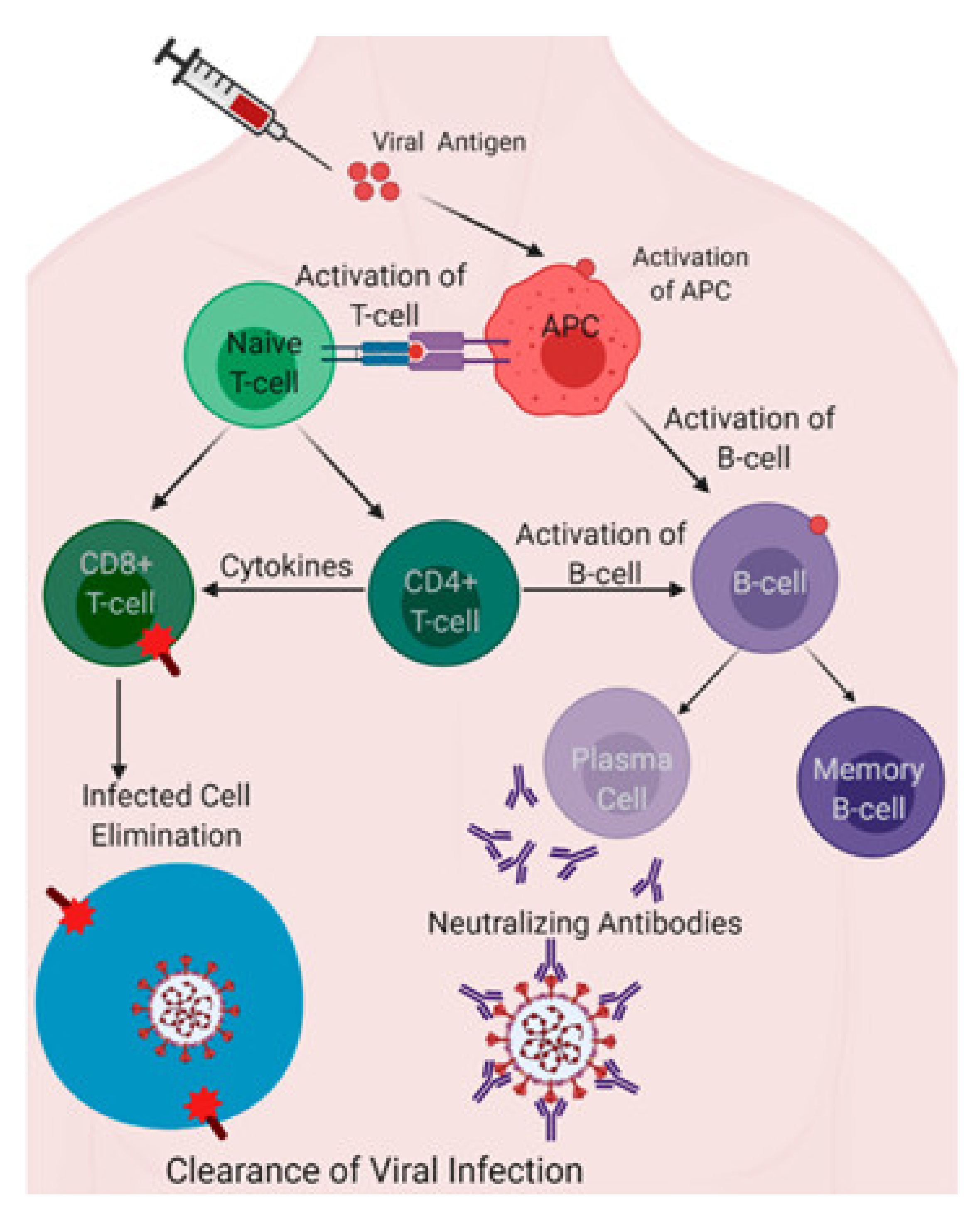 Pathogens 10 00788 g004