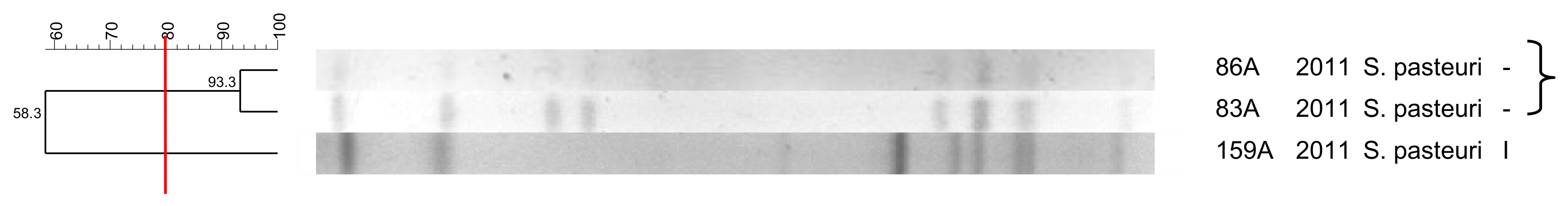 Pathogens 10 00792 g008