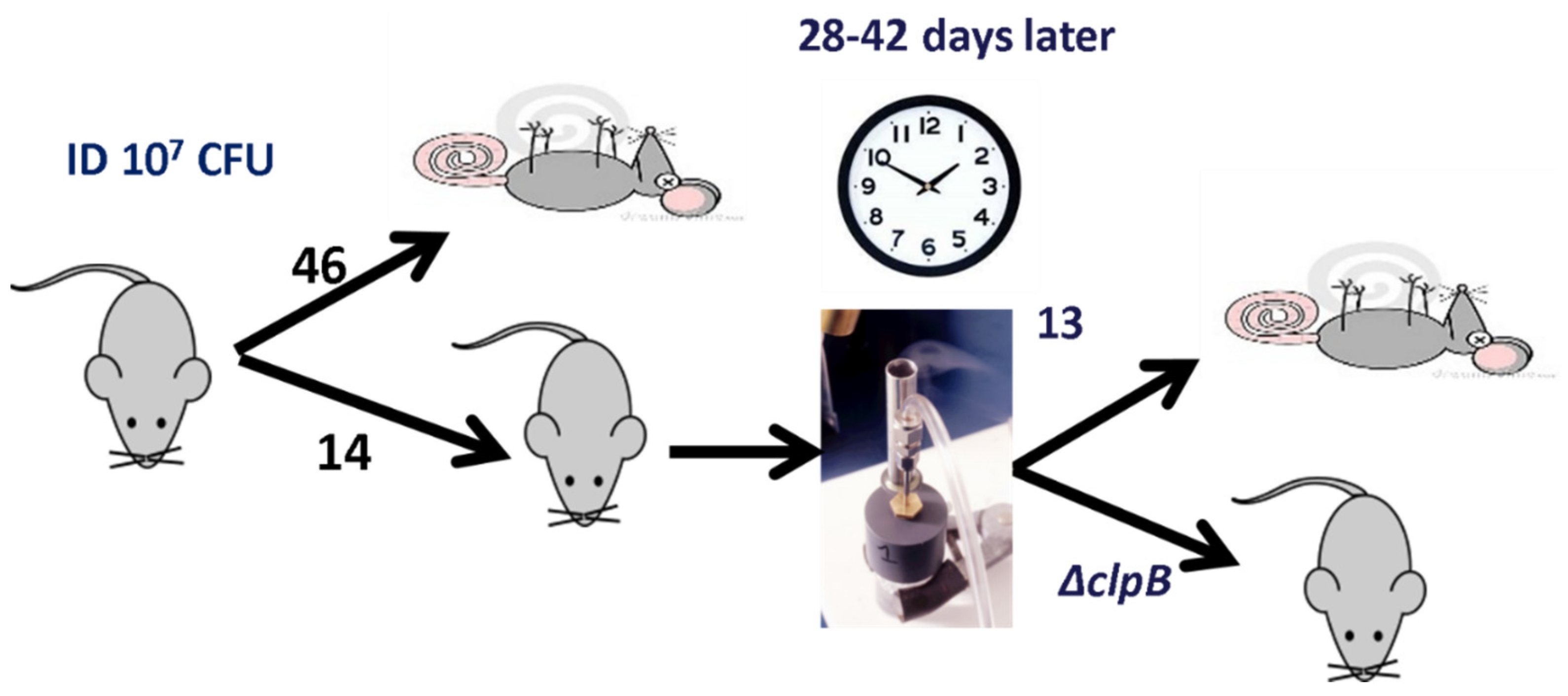 Pathogens 10 00795 g001