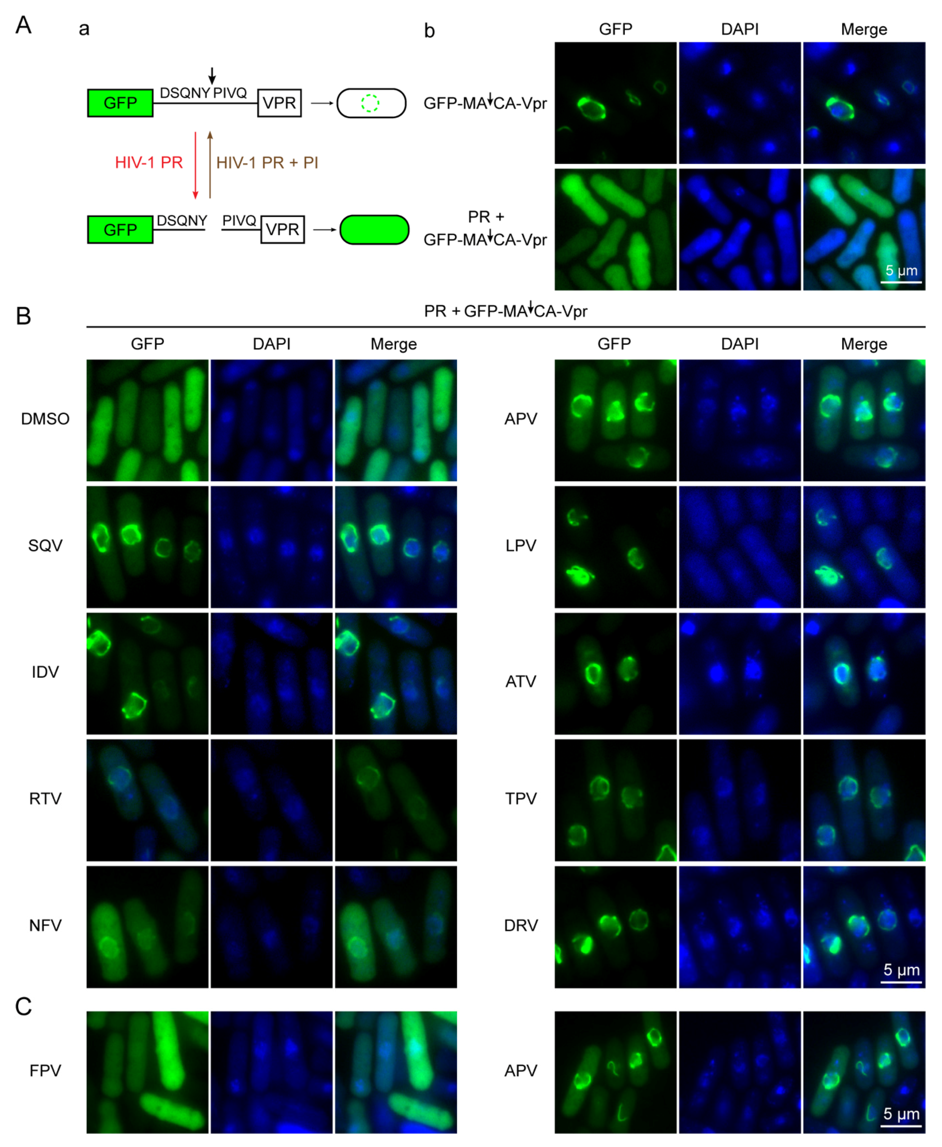 Pathogens 10 00804 g004
