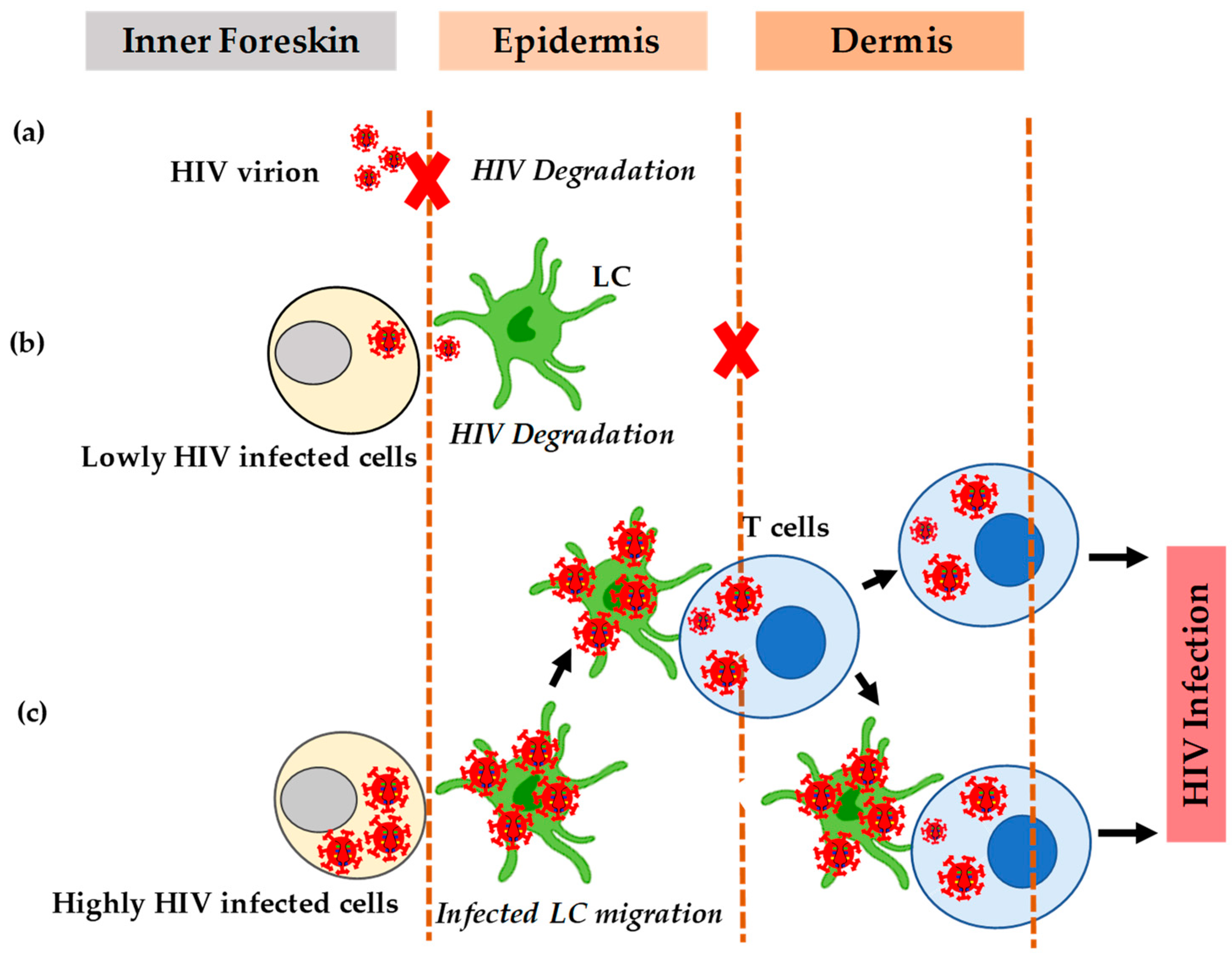 Pathogens 10 00806 g002