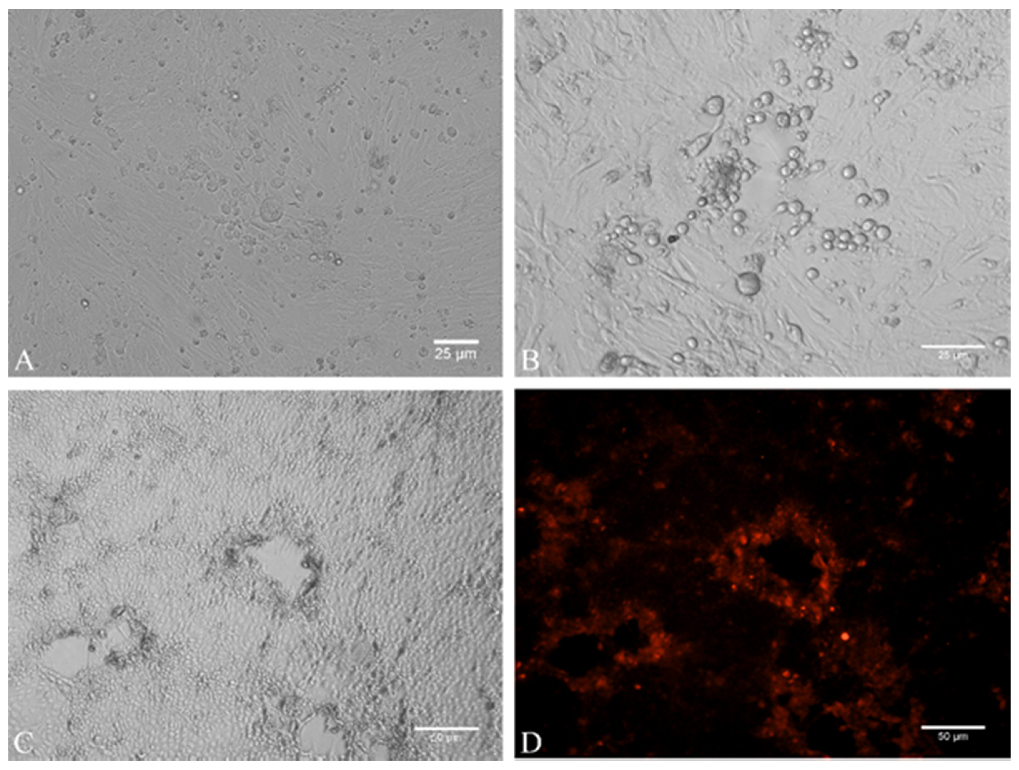Pathogens 10 00810 g002