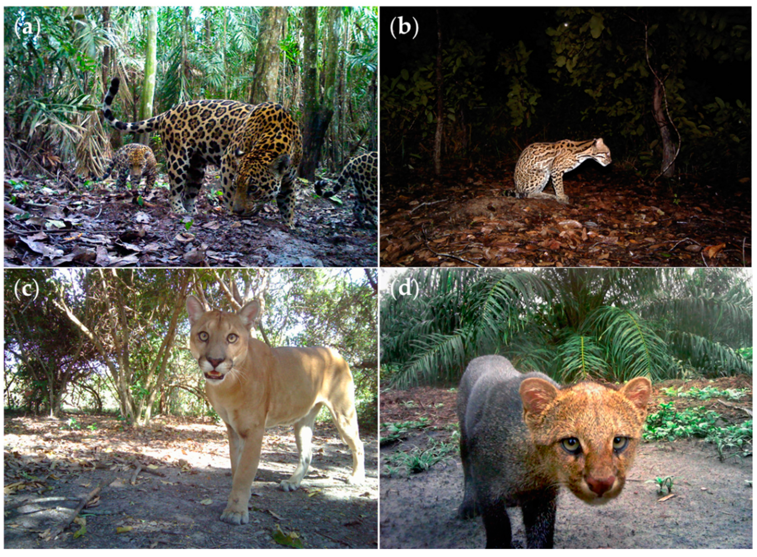 Pathogens 10 00822 g005