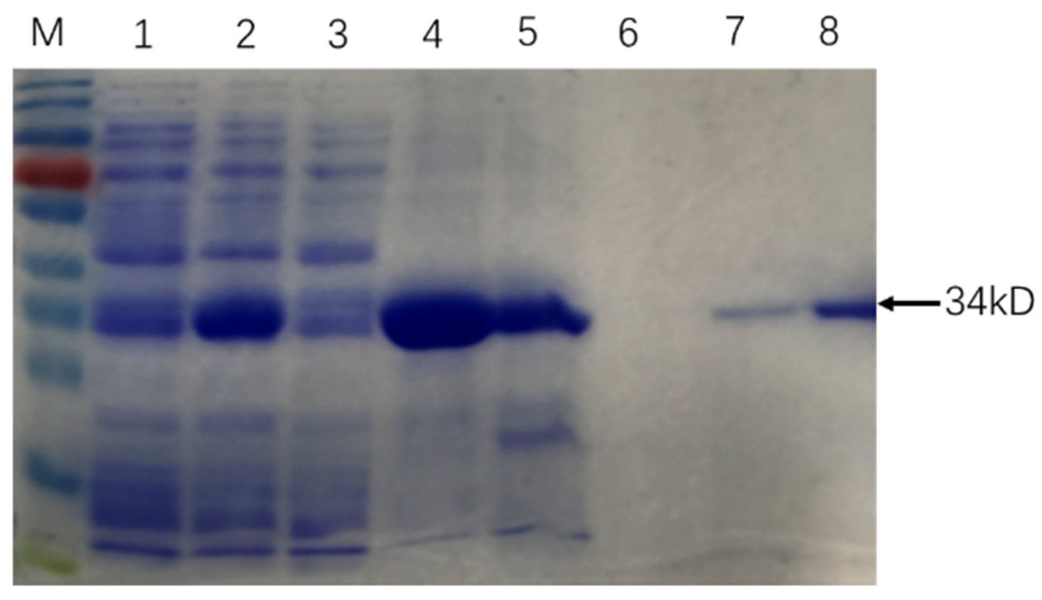 Pathogens 10 00828 g001