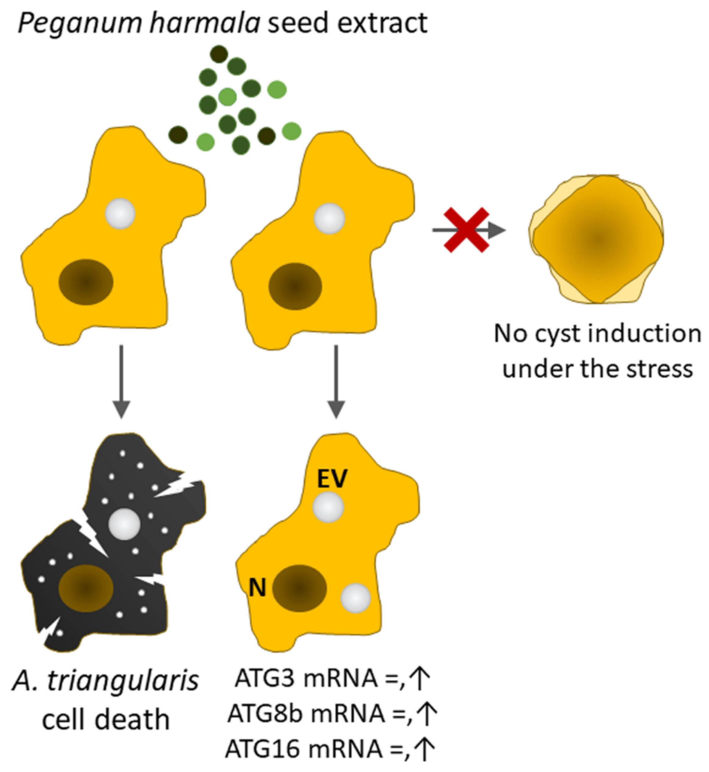 Pathogens 10 00842 g005
