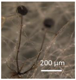 Pathogens 10 00843 i065 Pathogens 10 00843 i065