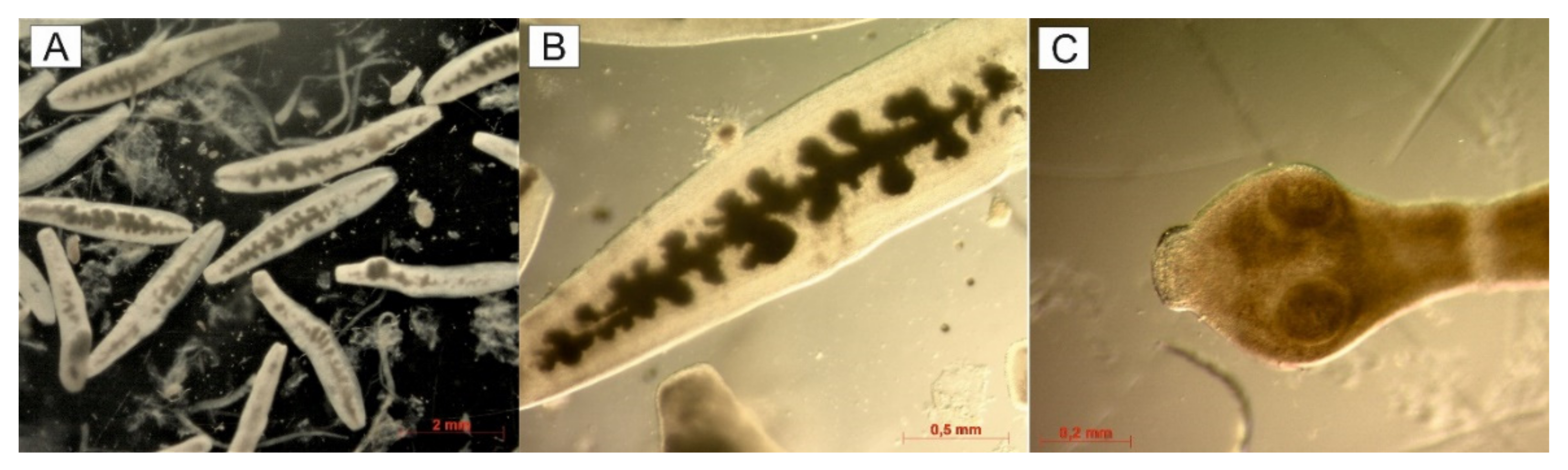 Pathogens 10 00853 g002 Pathogens 10 00853 g002