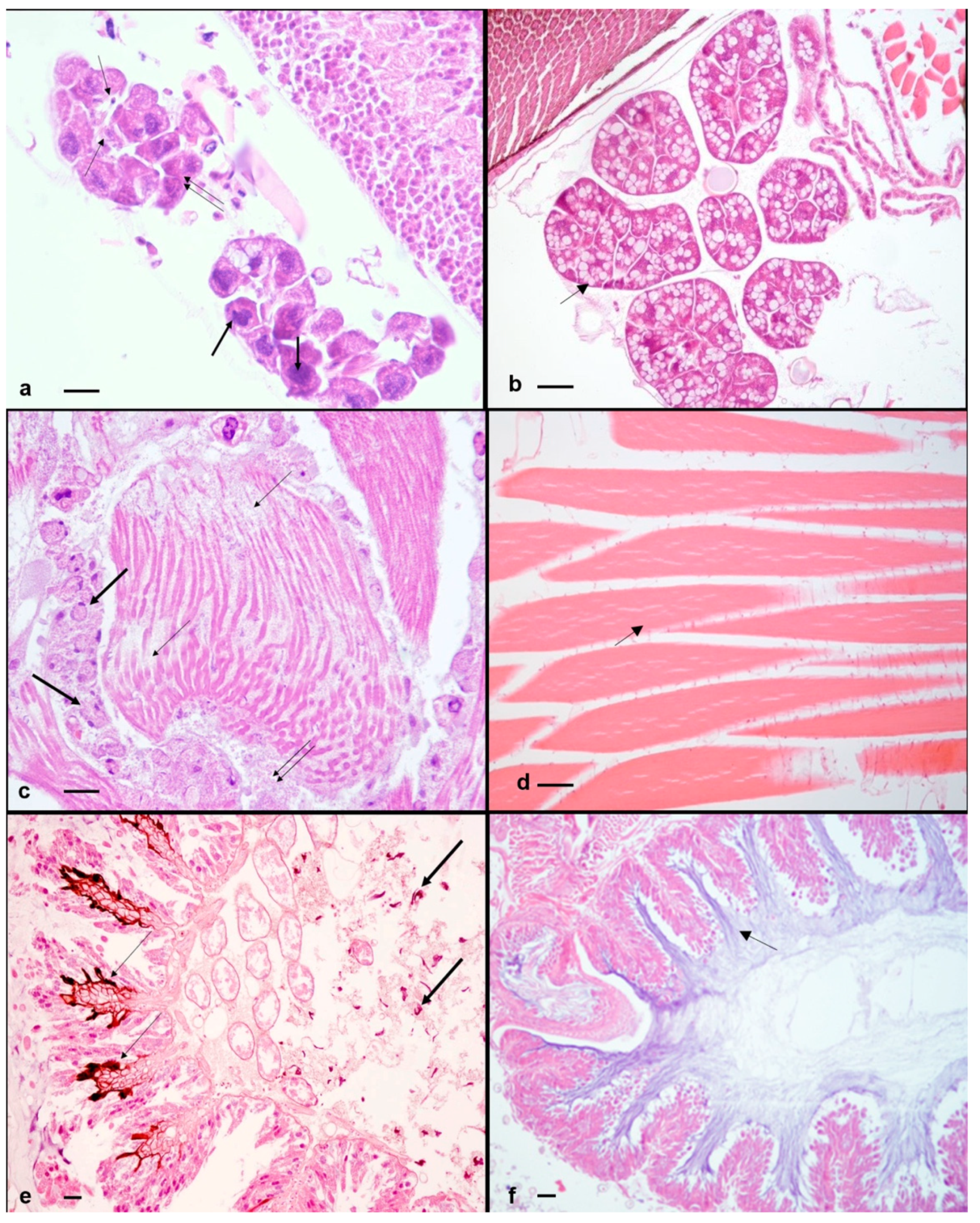 Pathogens 10 00874 g002 Pathogens 10 00874 g002