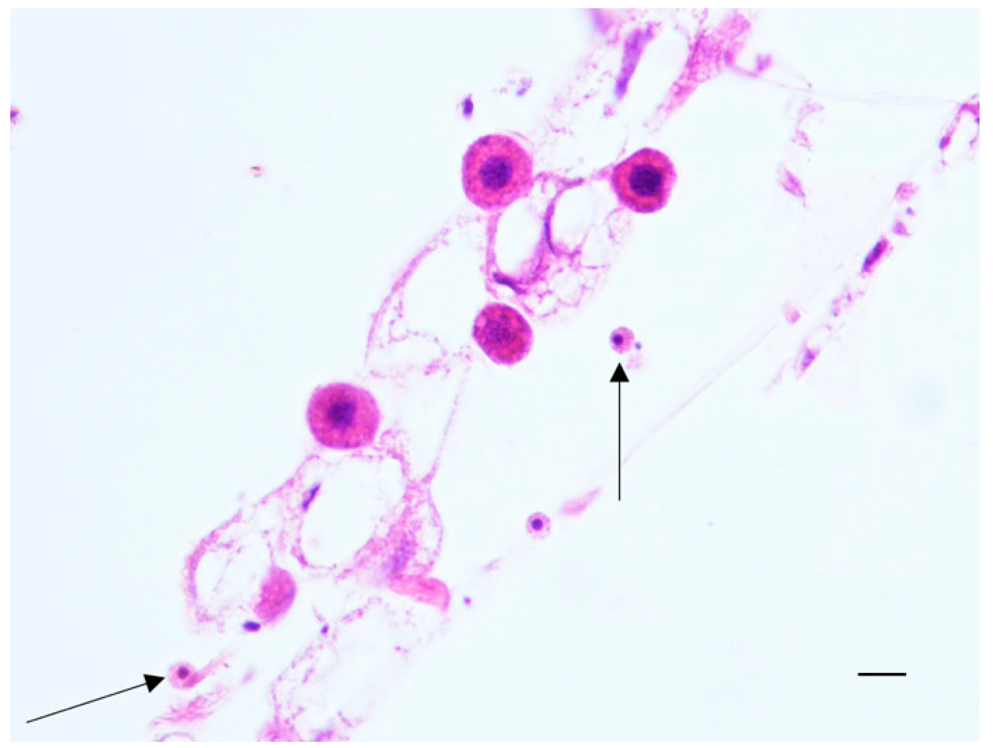 Pathogens 10 00874 g003 Pathogens 10 00874 g003