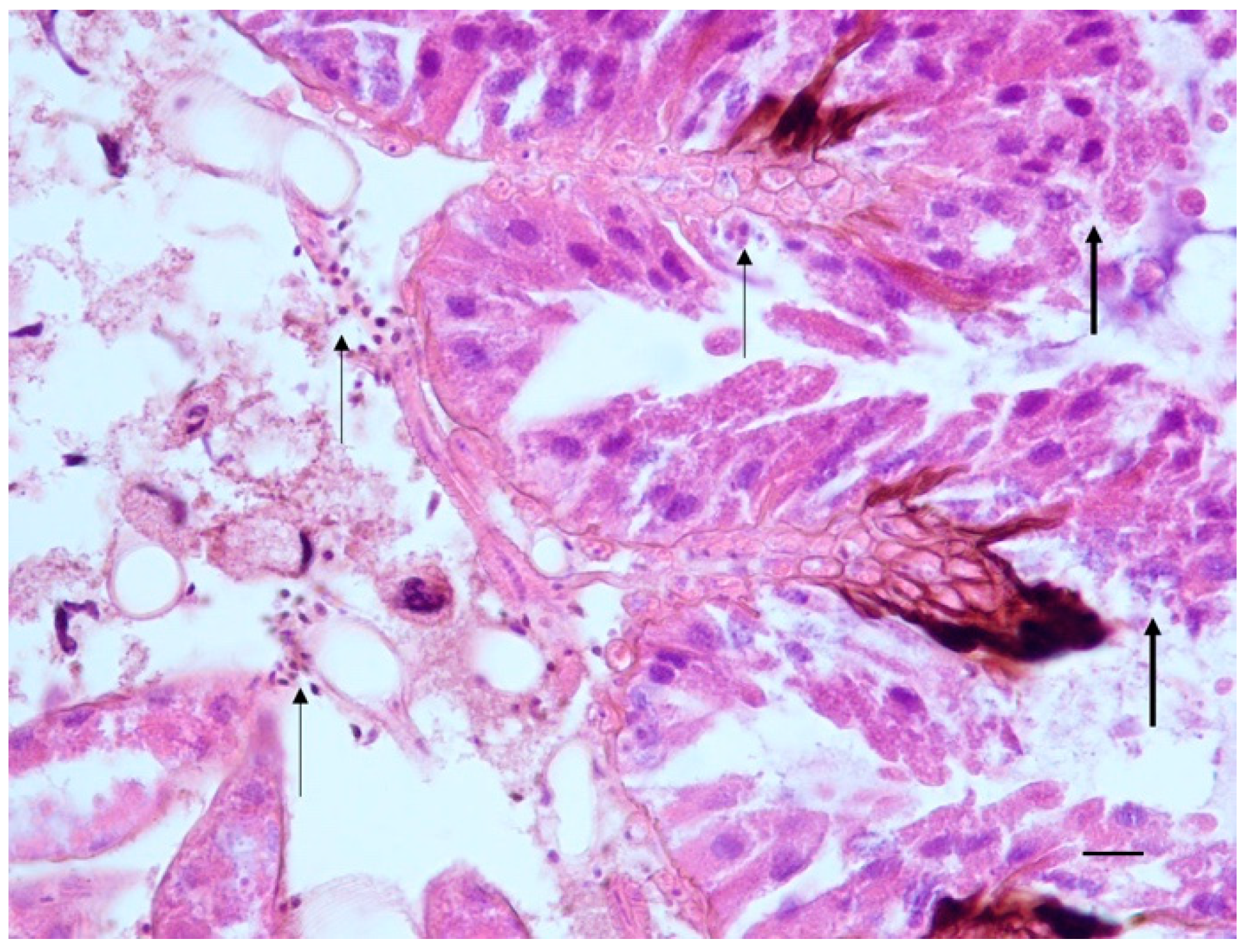 Pathogens 10 00874 g004 Pathogens 10 00874 g004