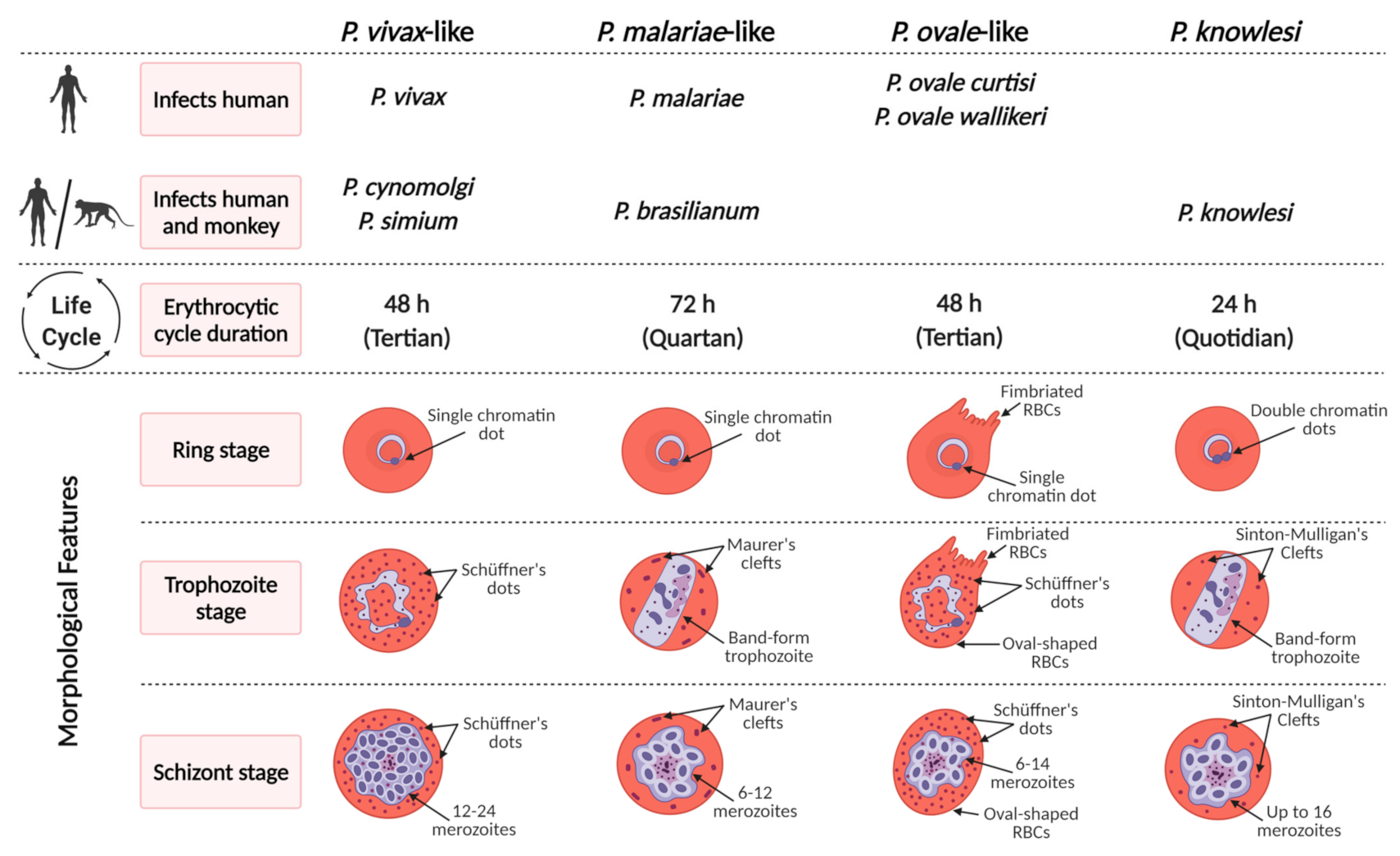 Pathogens 10 00889 g001 Pathogens 10 00889 g001