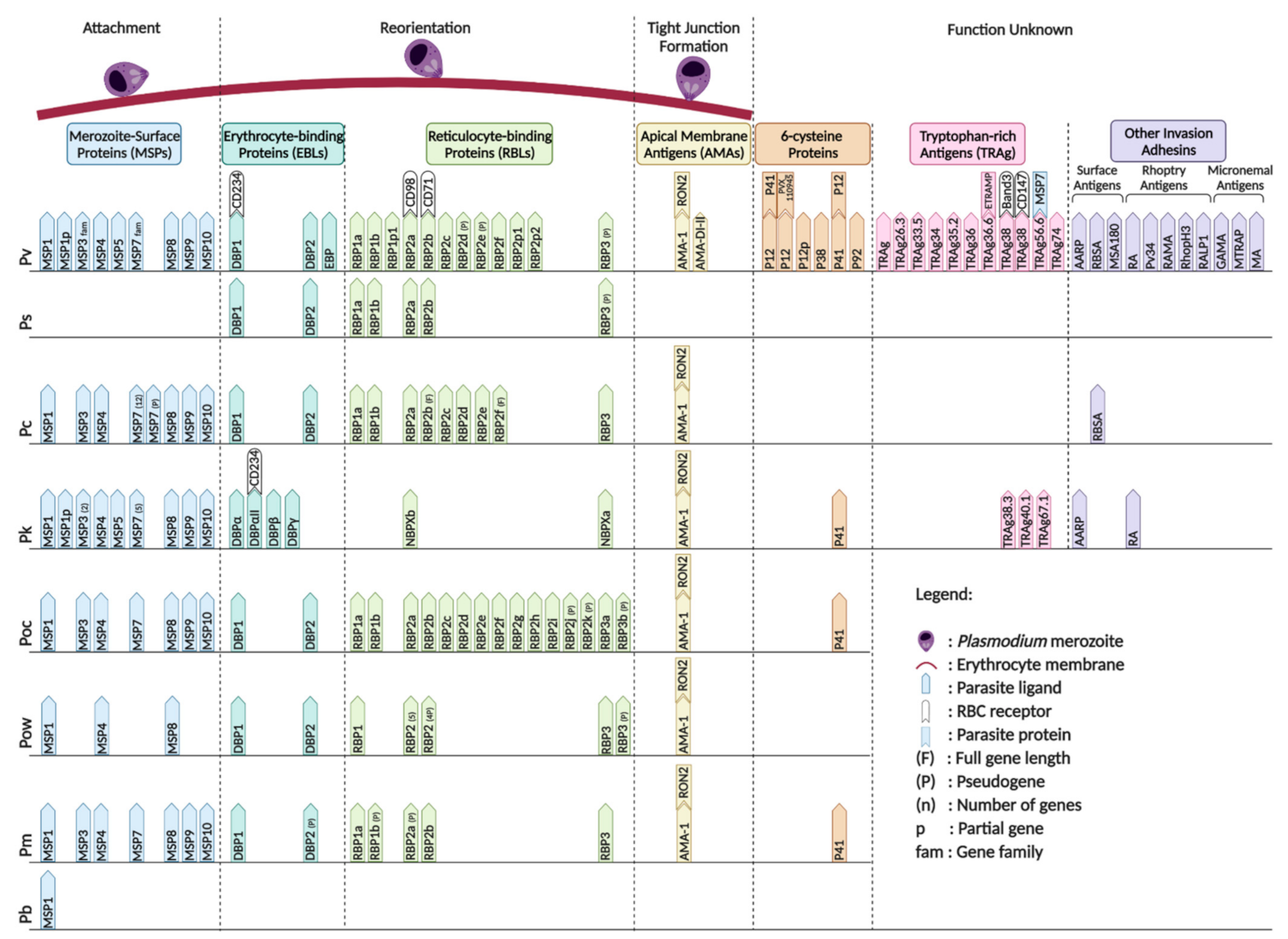 Pathogens 10 00889 g004 Pathogens 10 00889 g004