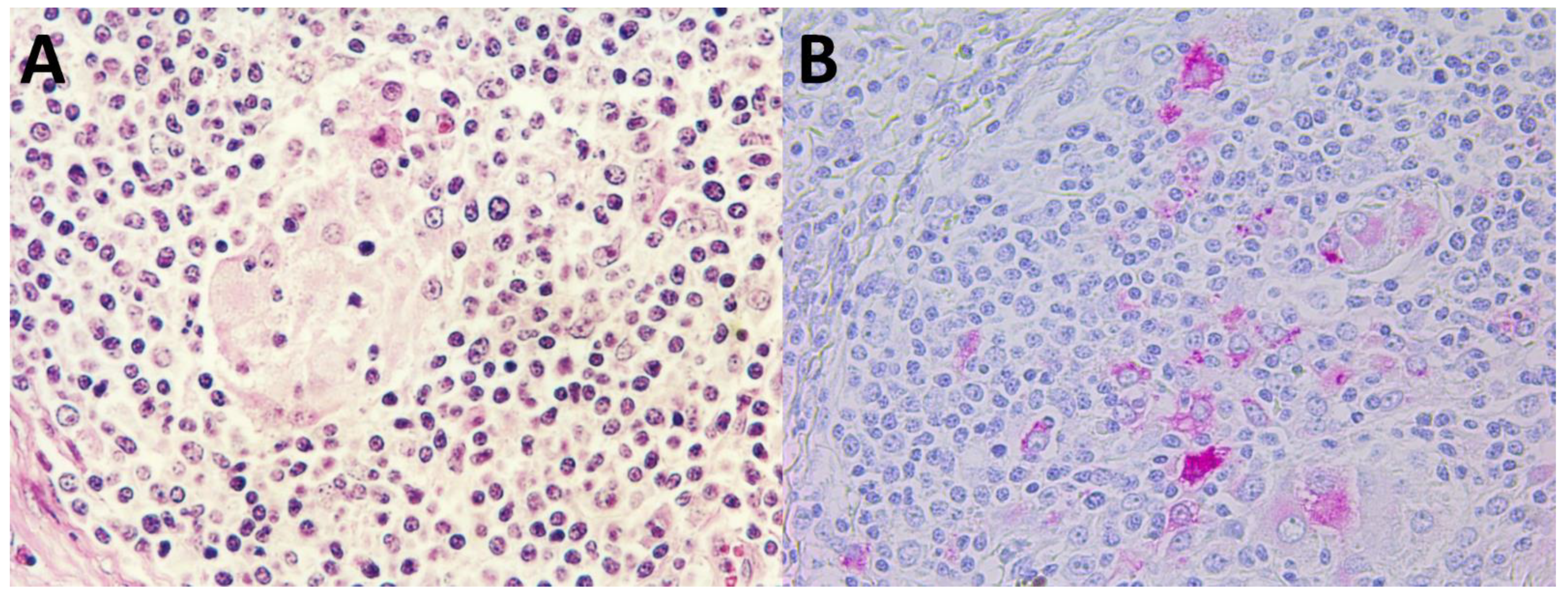 Pathogens 10 00891 g004