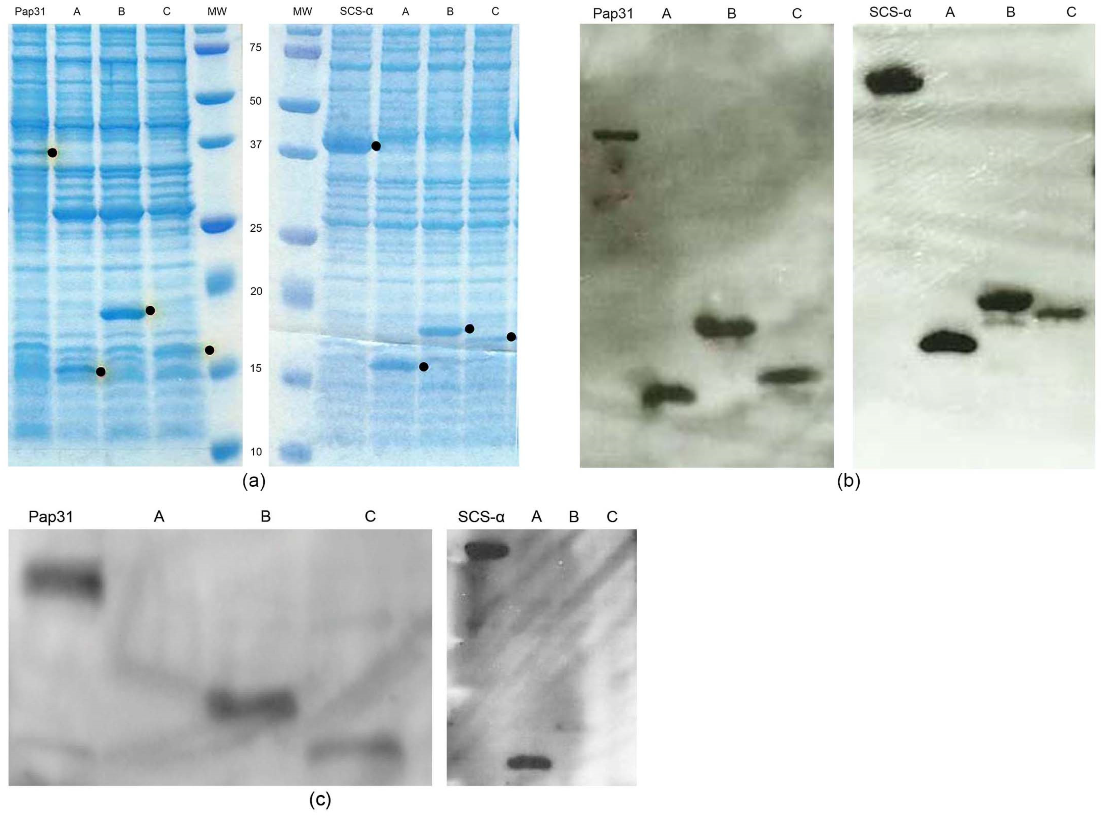 Pathogens 10 00917 g001