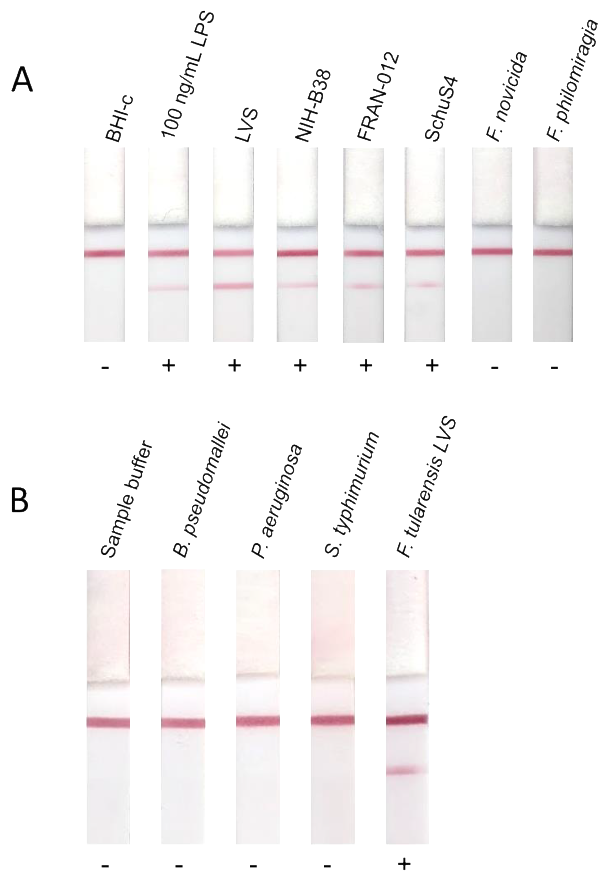 Pathogens 10 00924 g003