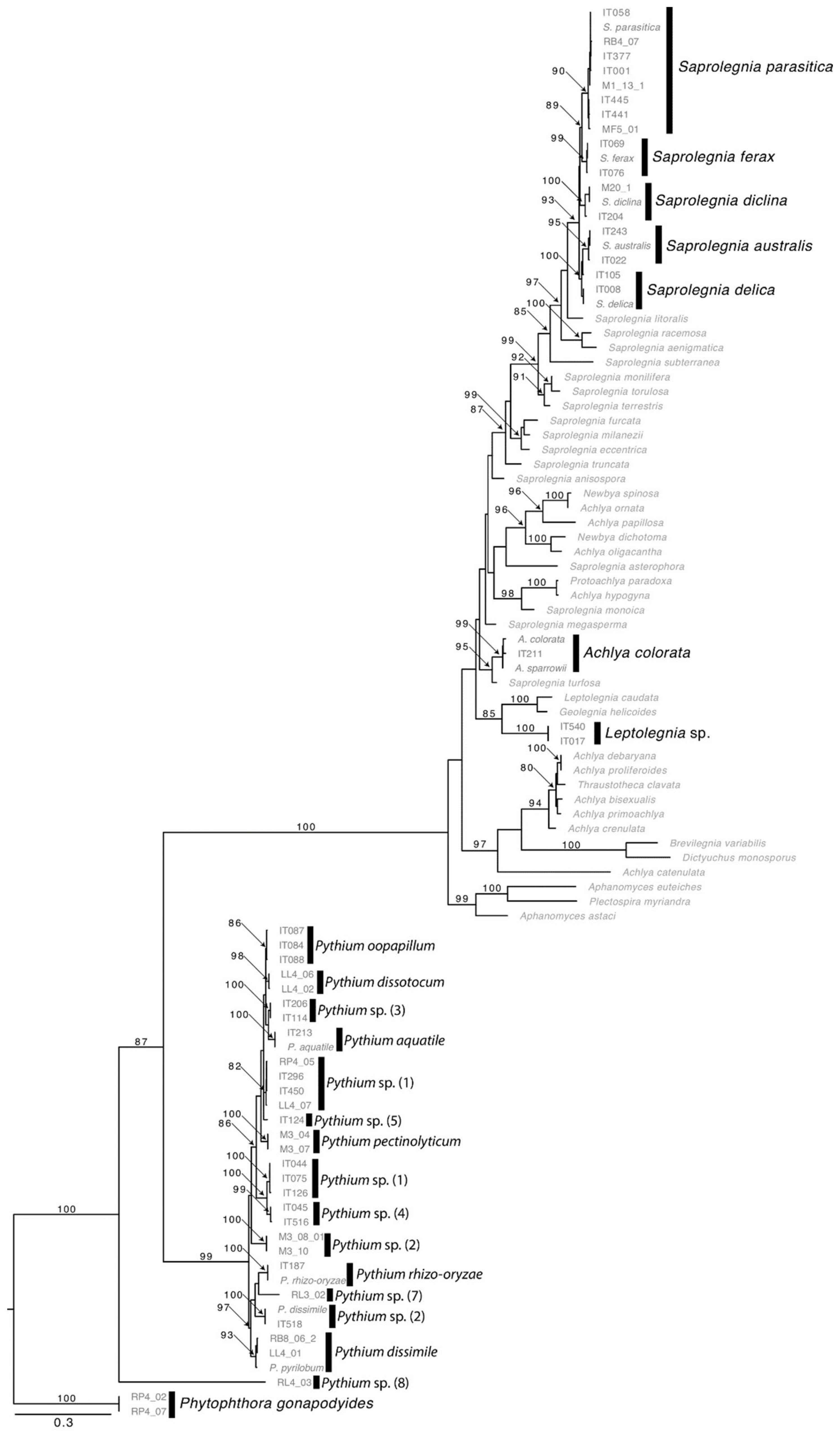 Pathogens 10 00926 g003