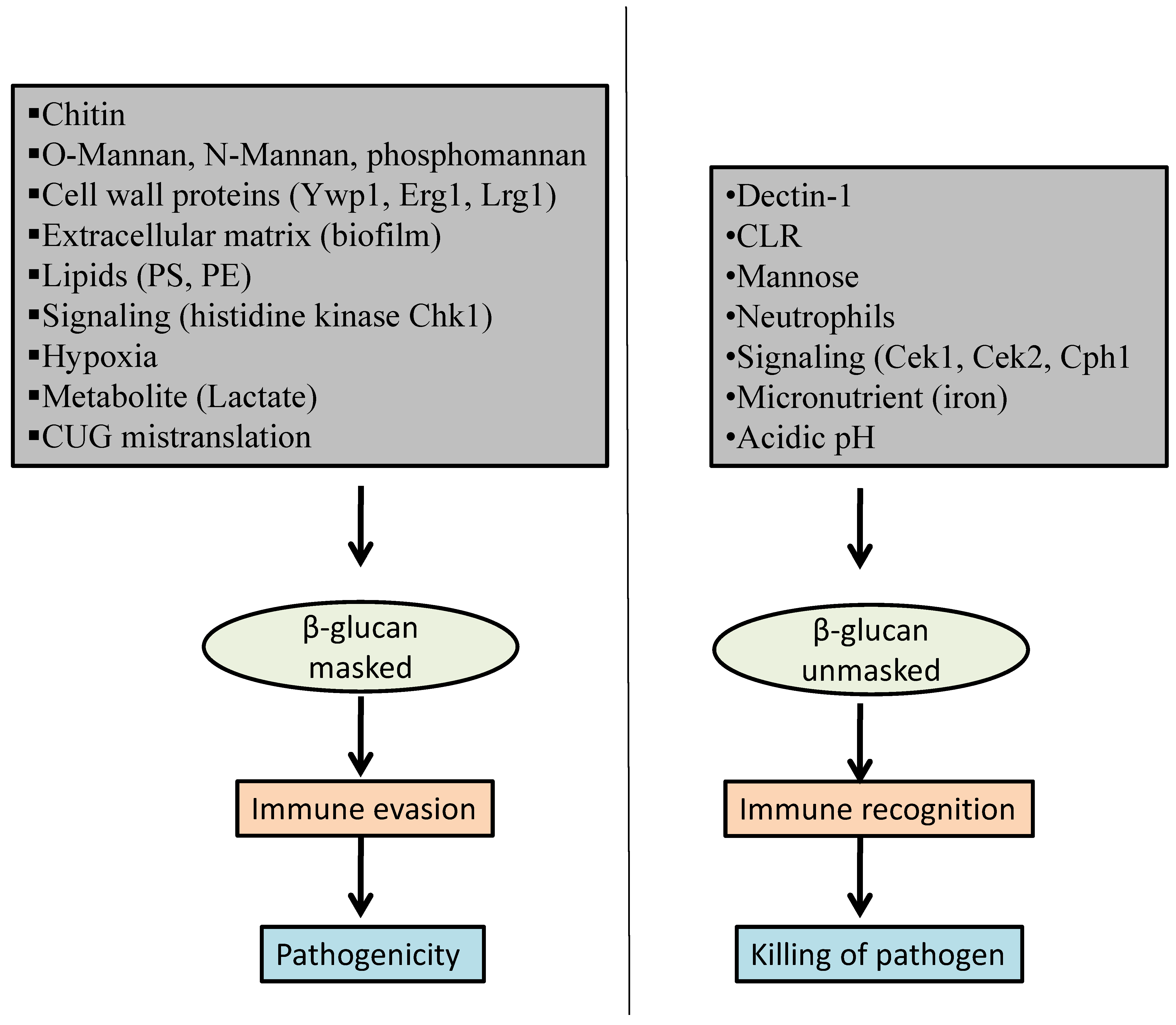 Pathogens 10 00942 g001