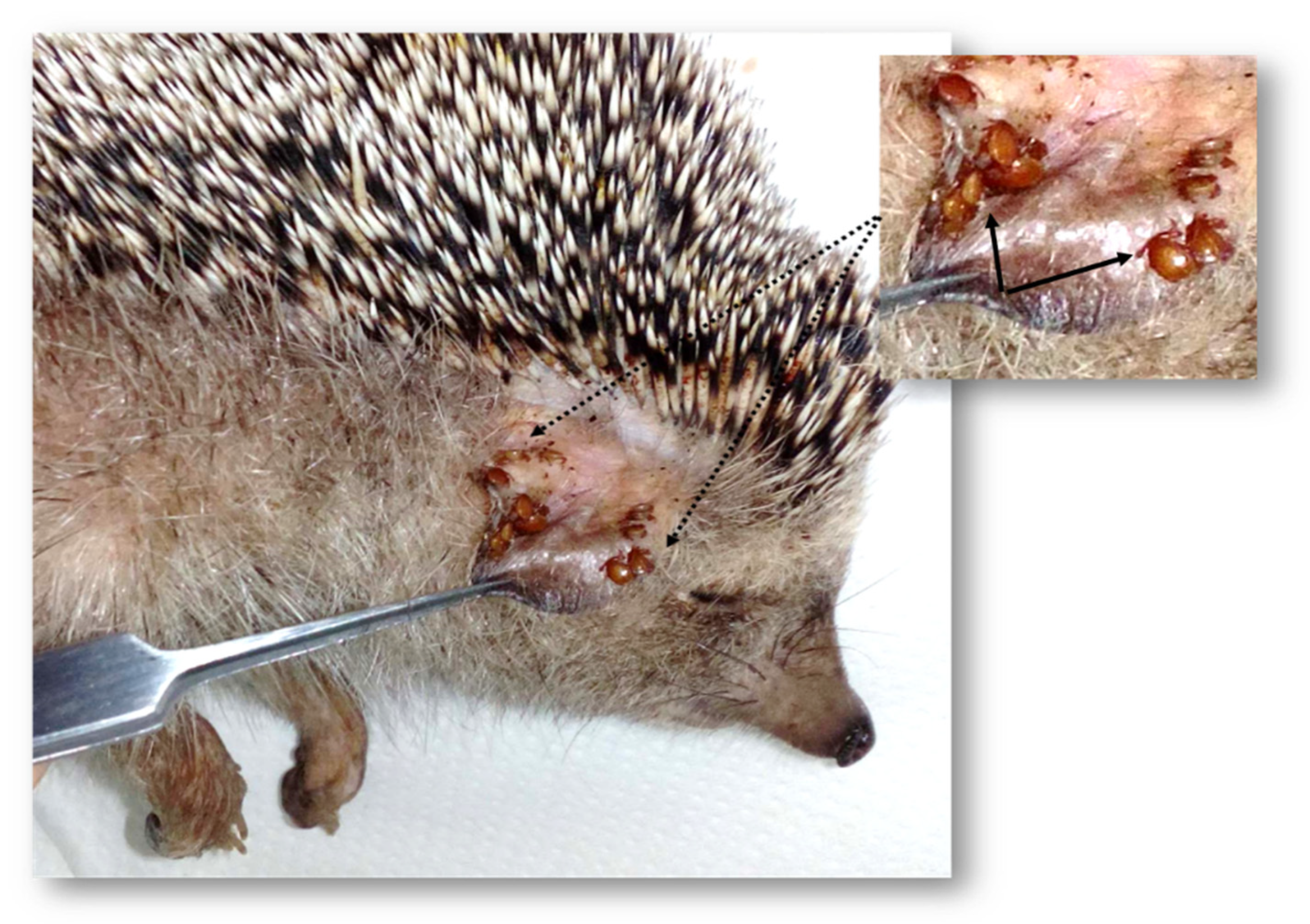 Pathogens 10 00953 g001