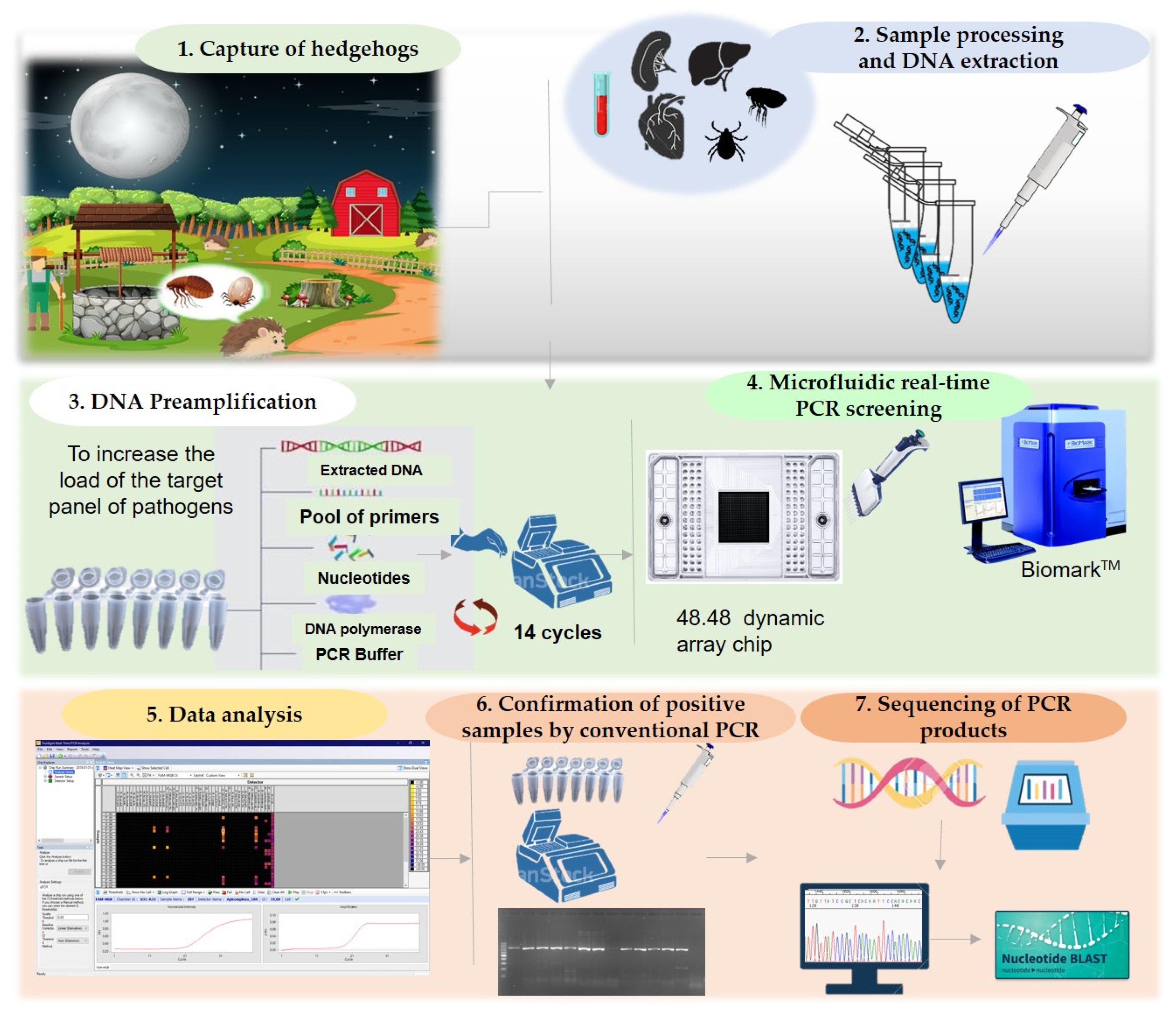 Pathogens 10 00953 g008
