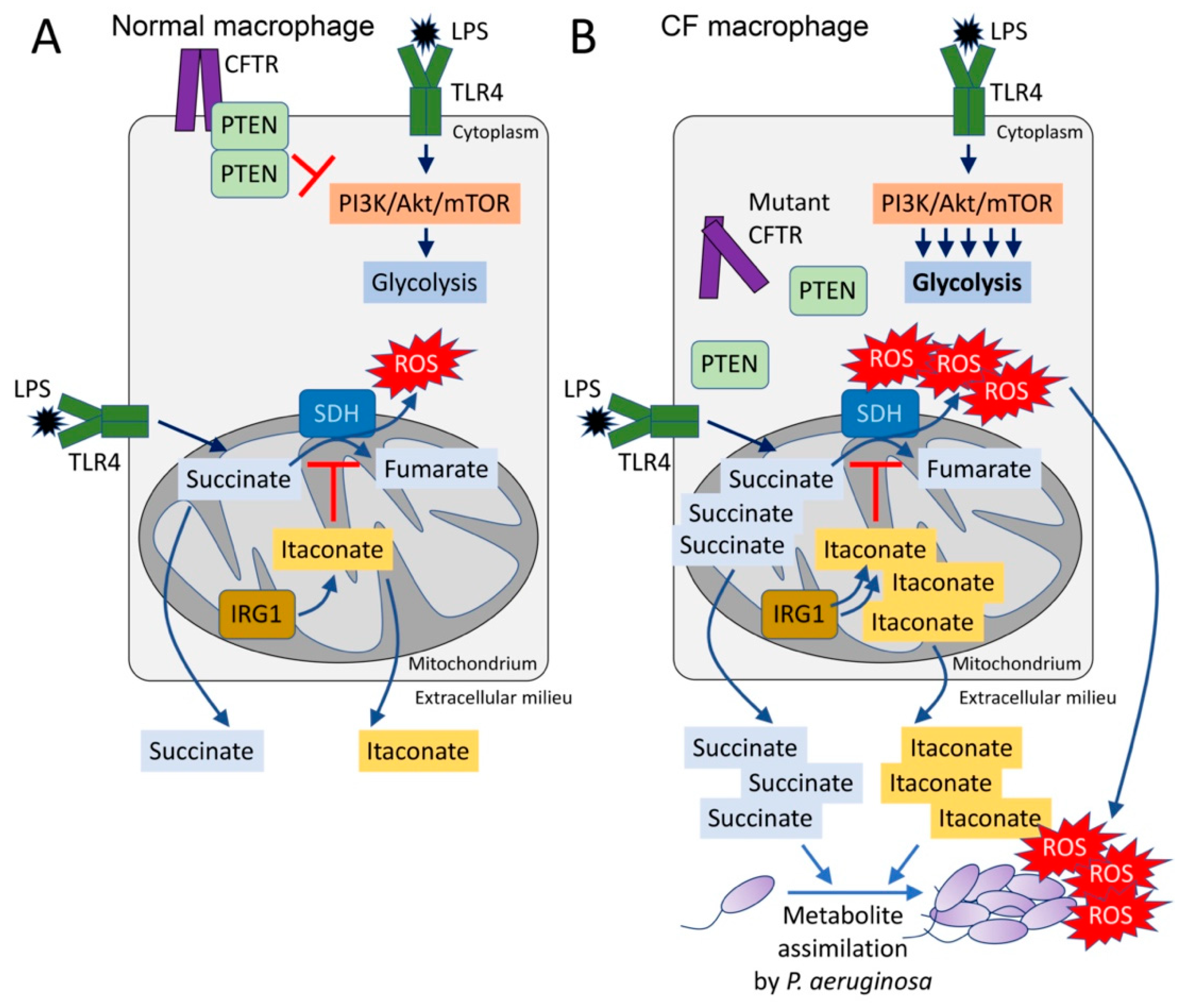 Pathogens 10 00957 g001 Pathogens 10 00957 g001