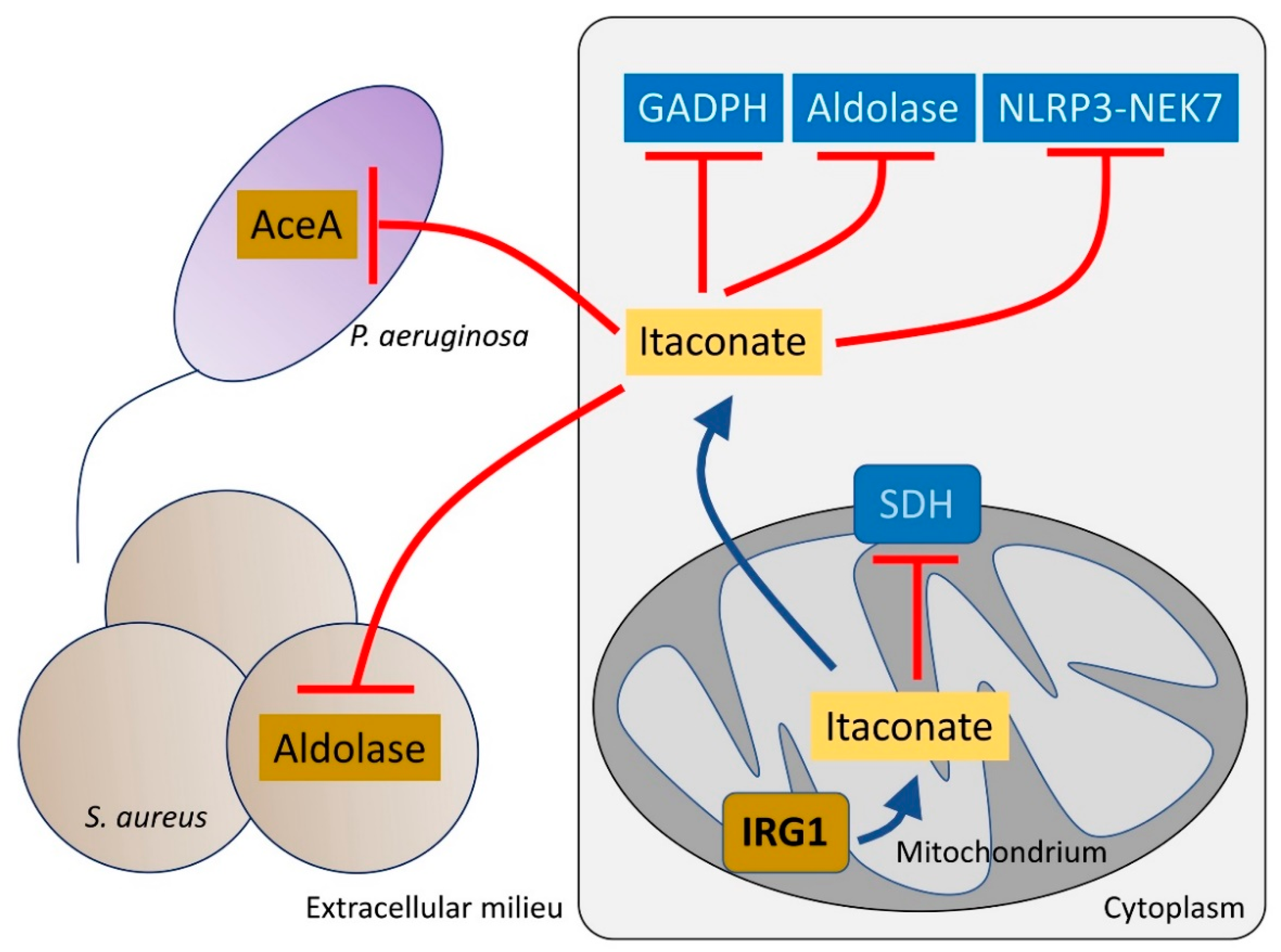 Pathogens 10 00957 g002 Pathogens 10 00957 g002