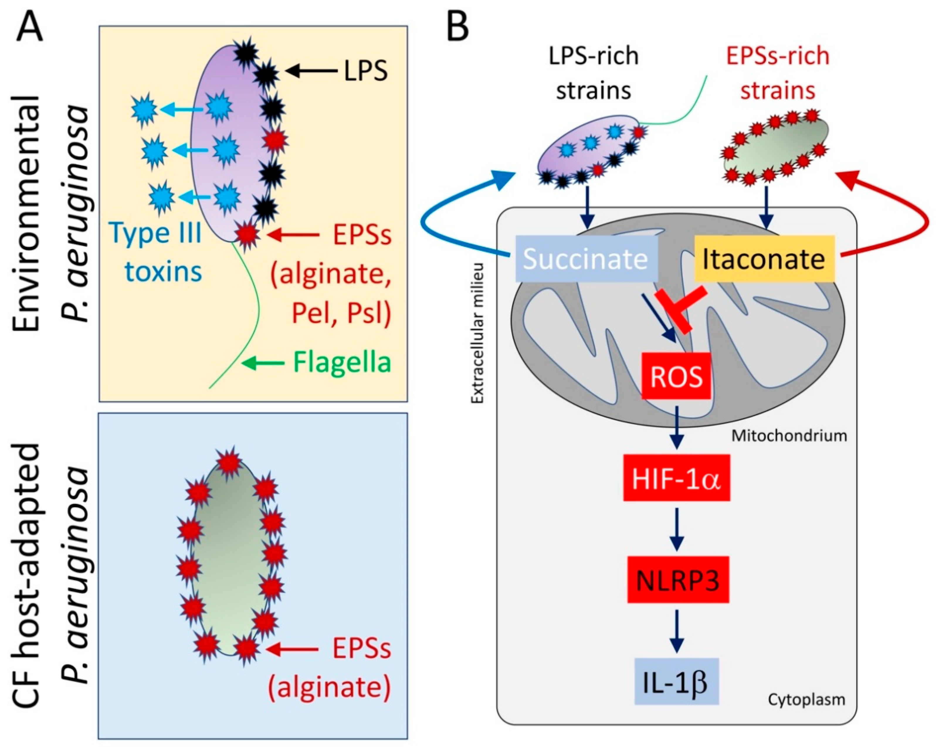 Pathogens 10 00957 g003 Pathogens 10 00957 g003
