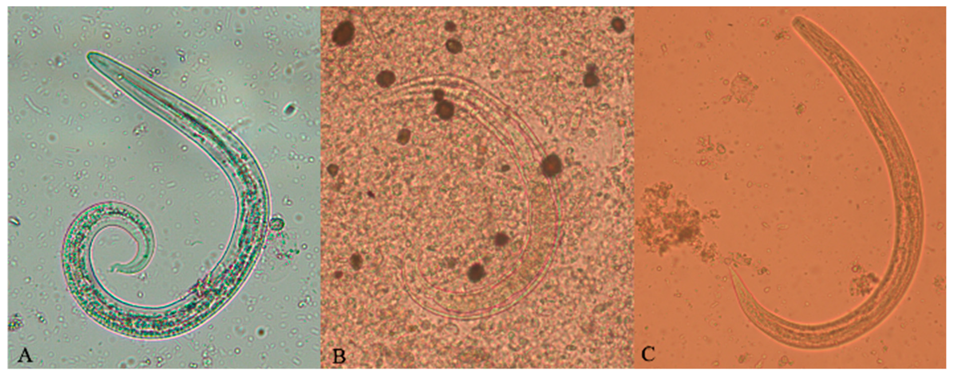 Pathogens 10 00960 g001
