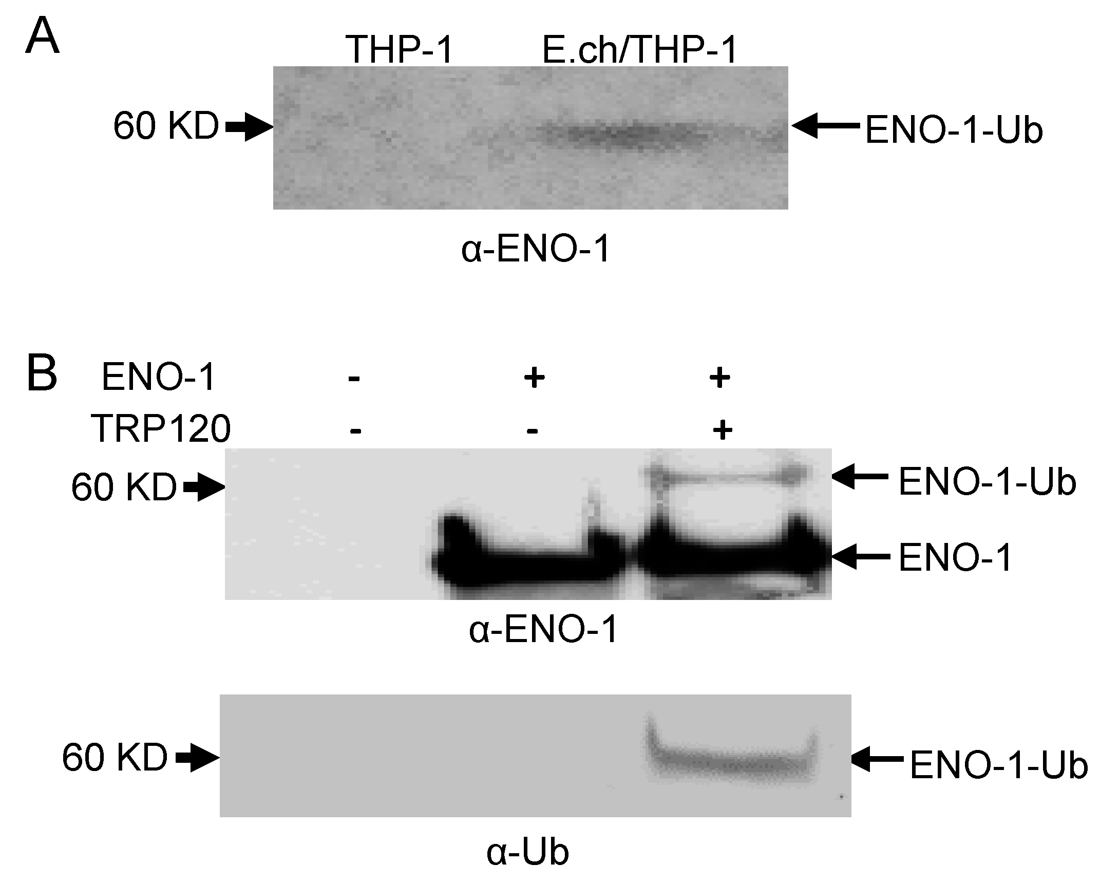 Pathogens 10 00962 g002 Pathogens 10 00962 g002