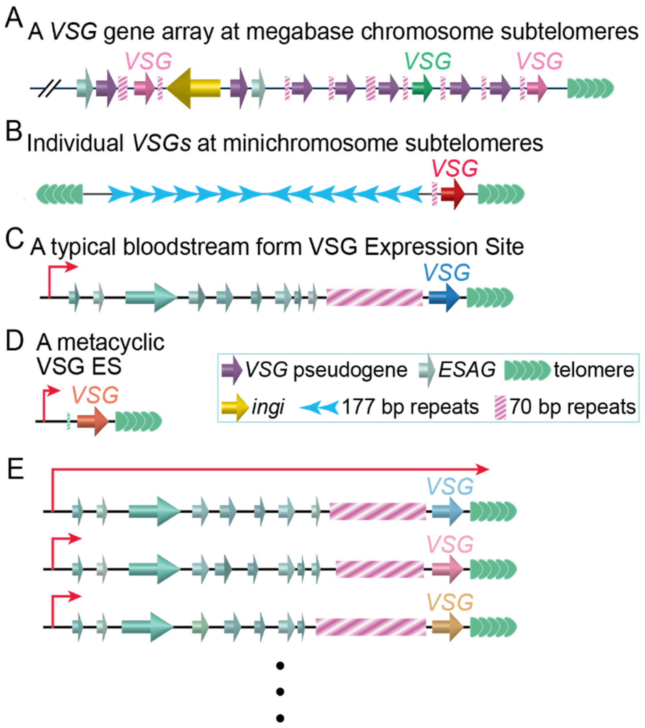Pathogens 10 00967 g001