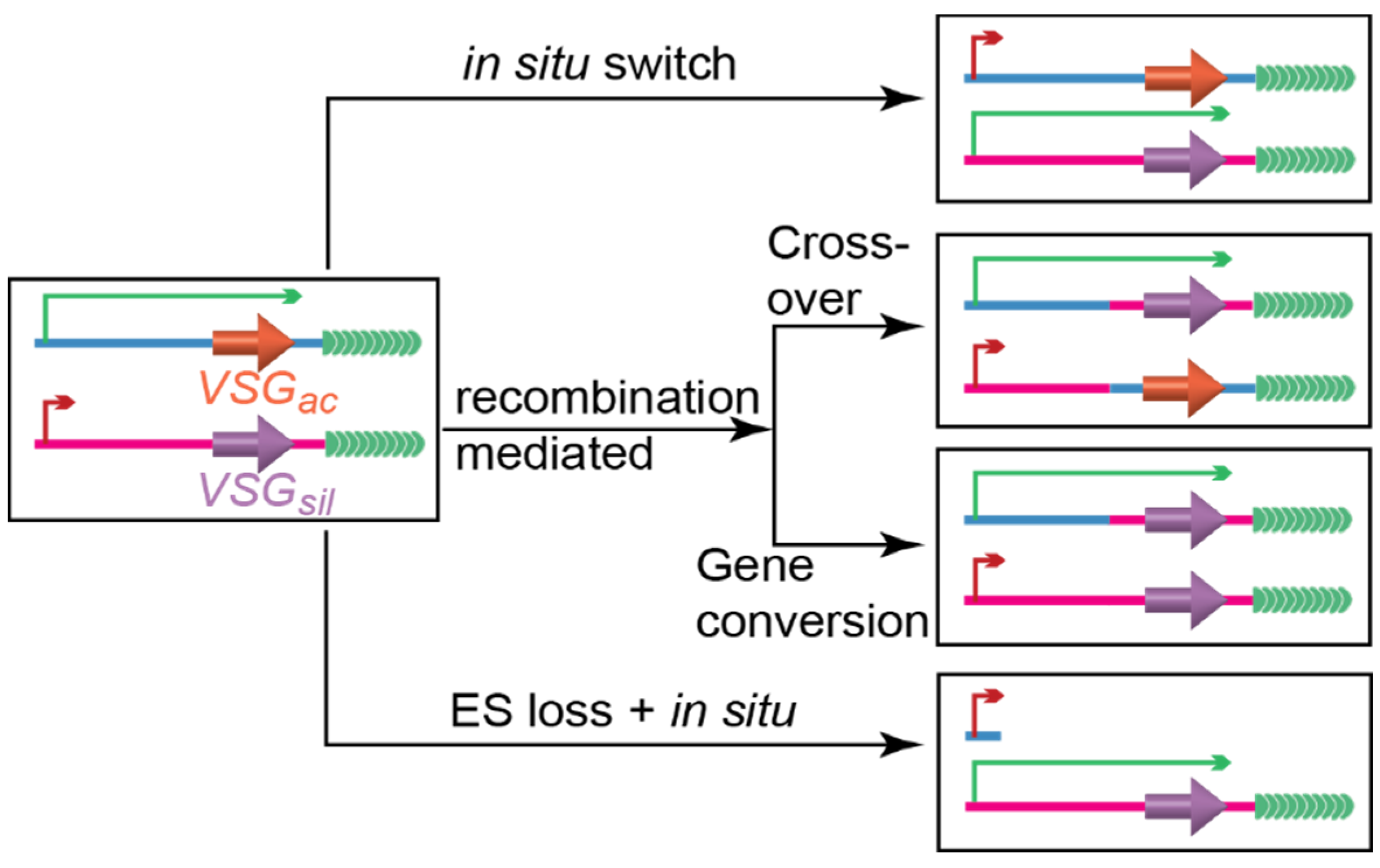 Pathogens 10 00967 g002