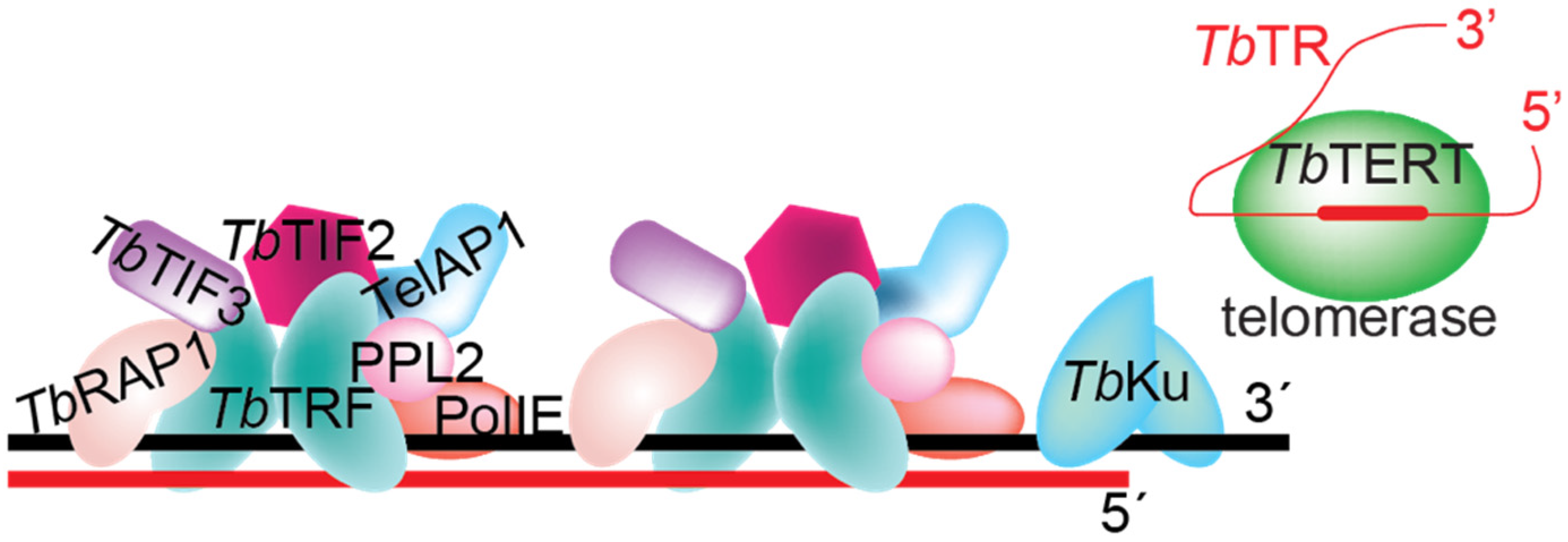 Pathogens 10 00967 g003