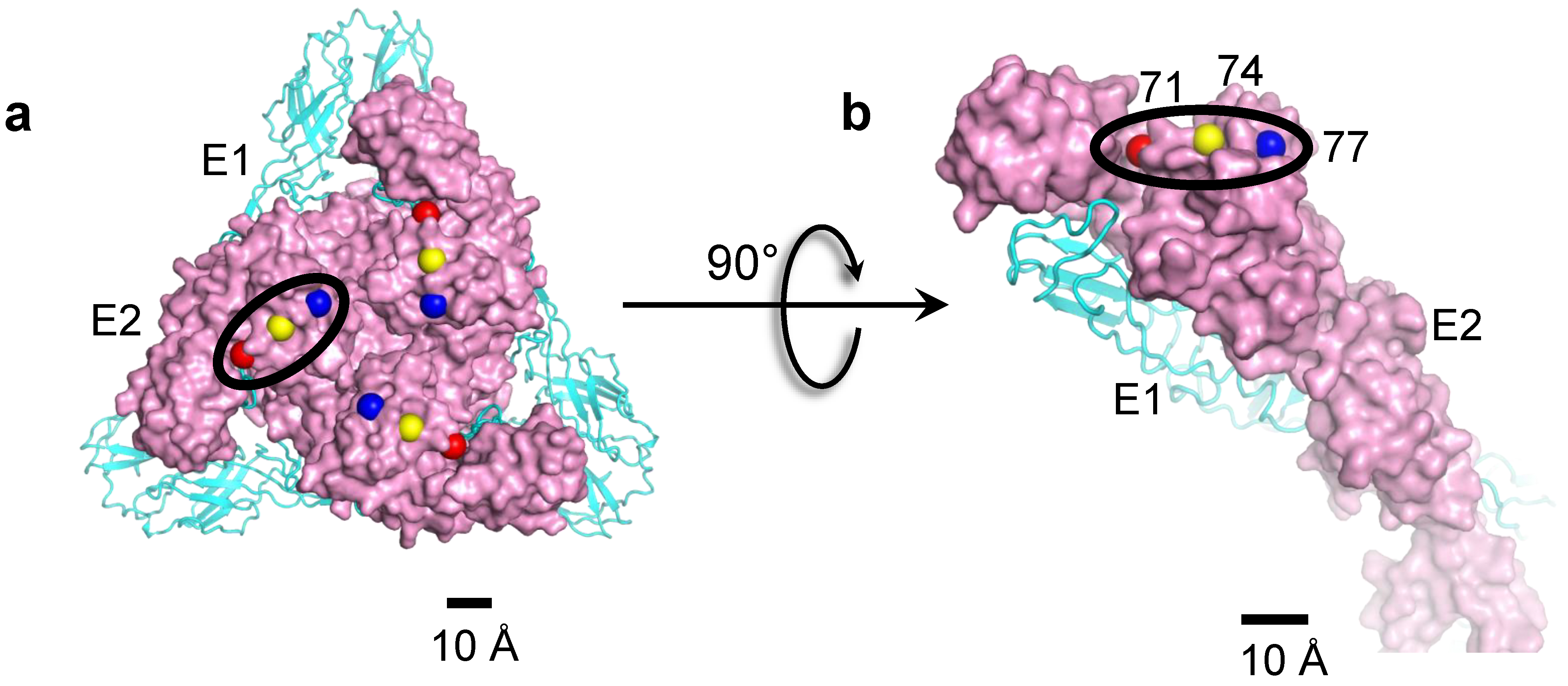 Pathogens 10 00973 g005