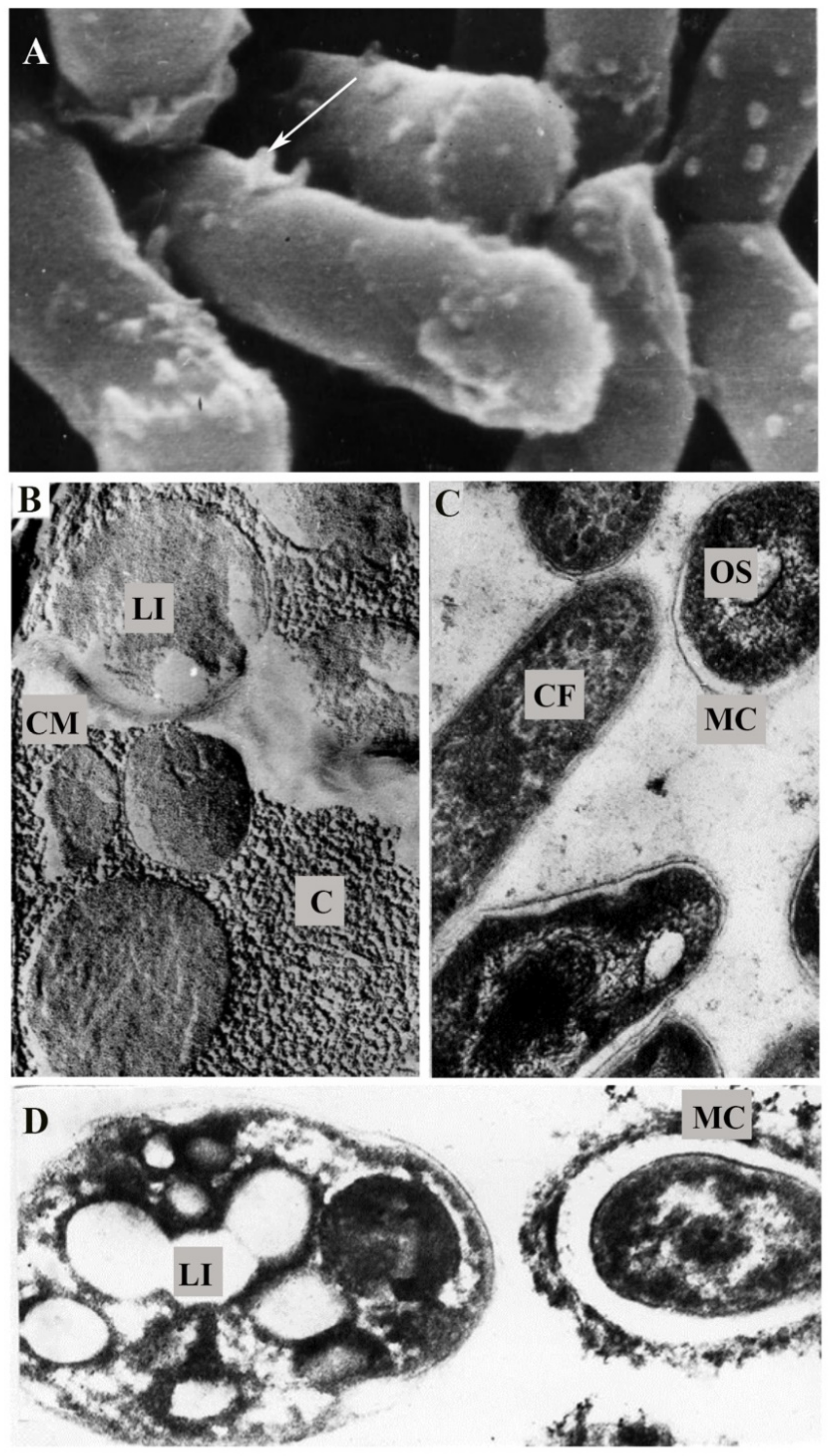 Pathogens 10 00974 g003