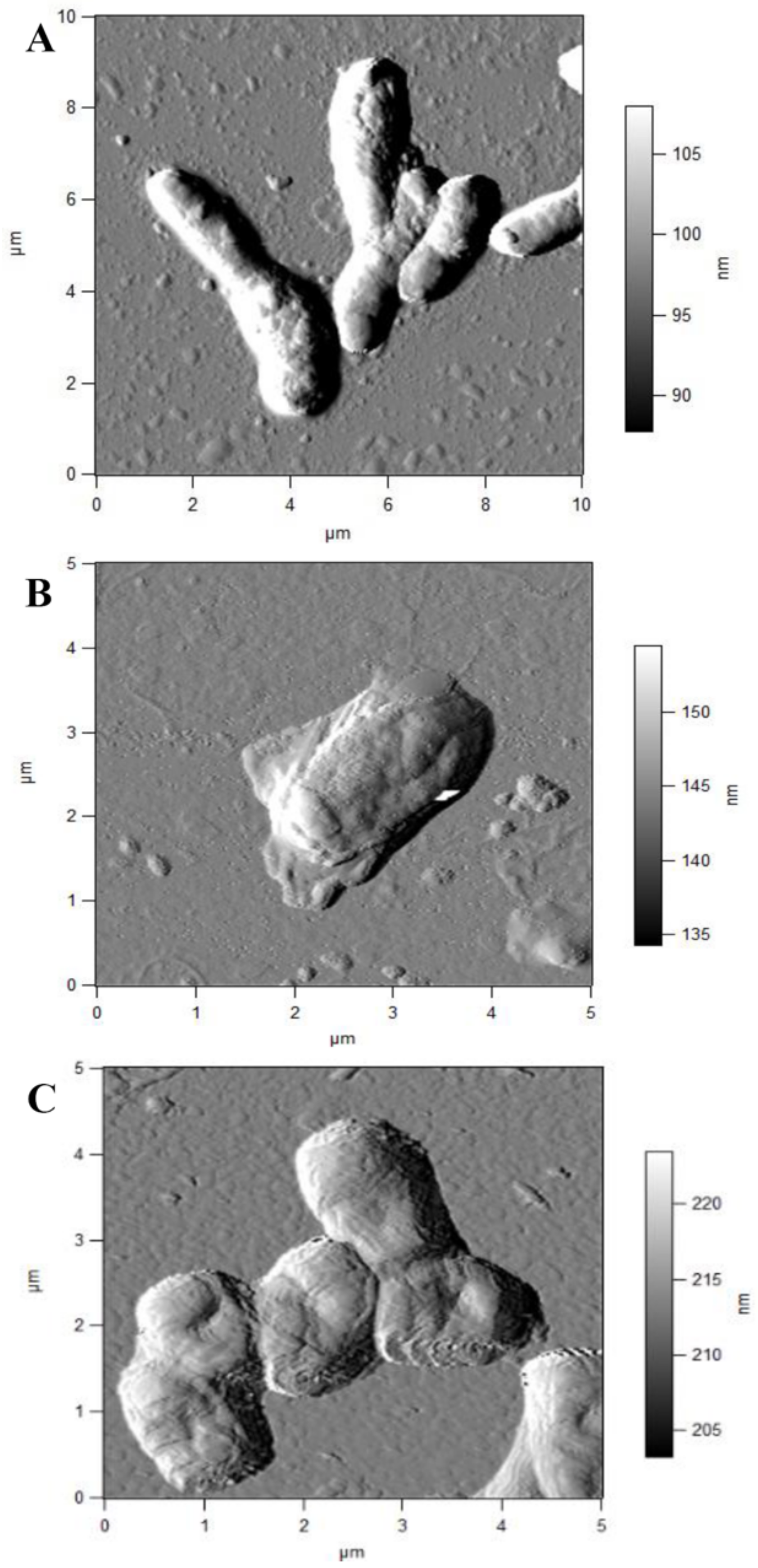 Pathogens 10 00974 g005