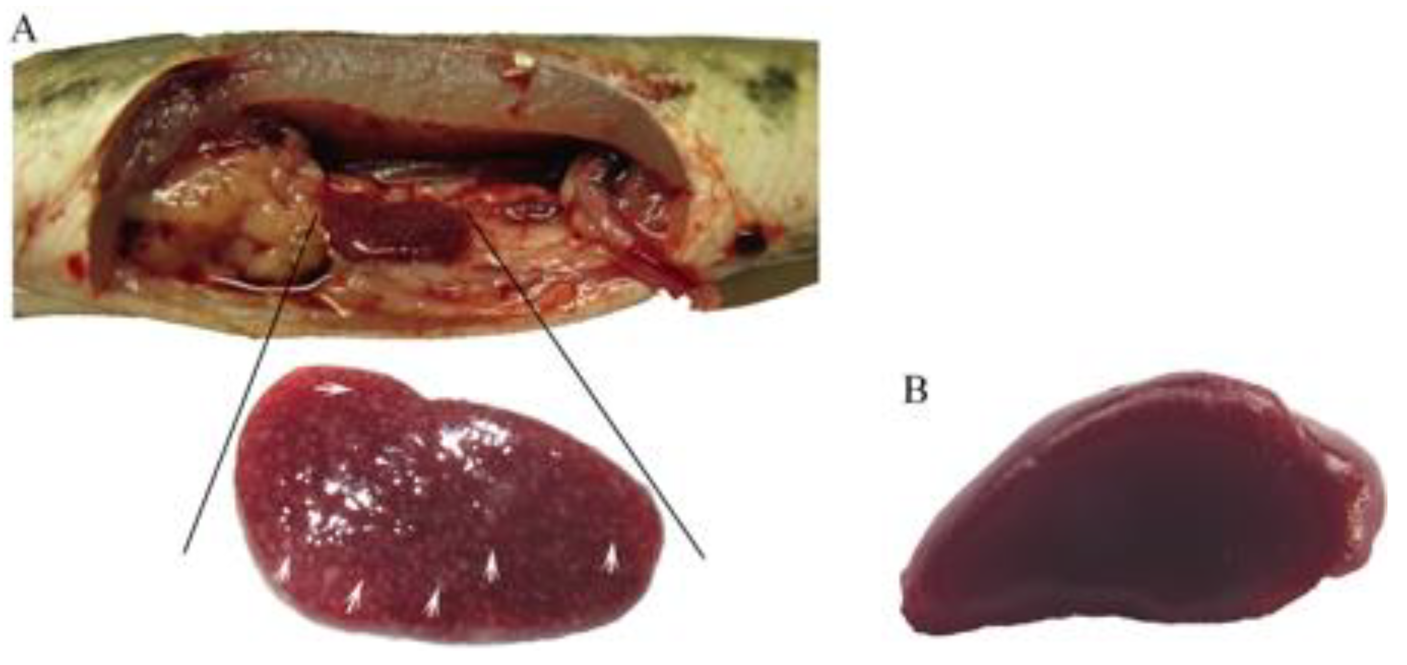 Pathogens 10 00997 g001