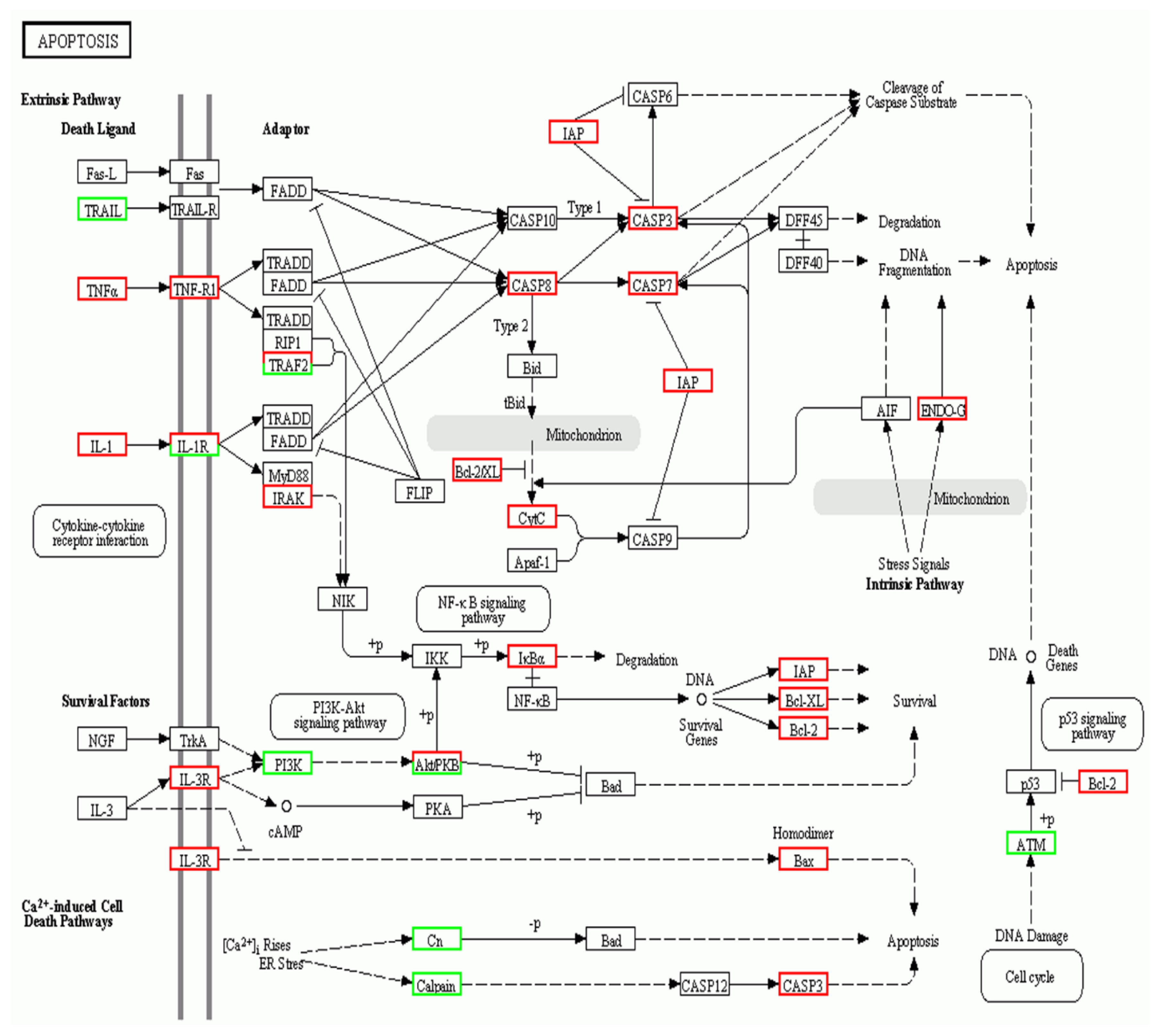 Pathogens 10 00997 g005