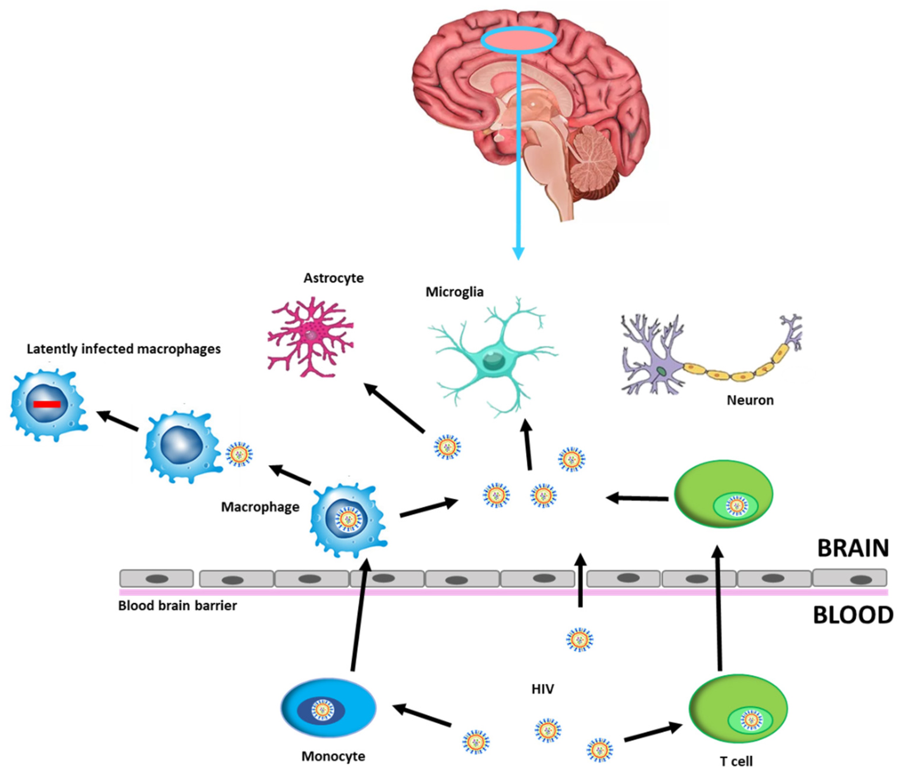 Pathogens 10 01018 g001