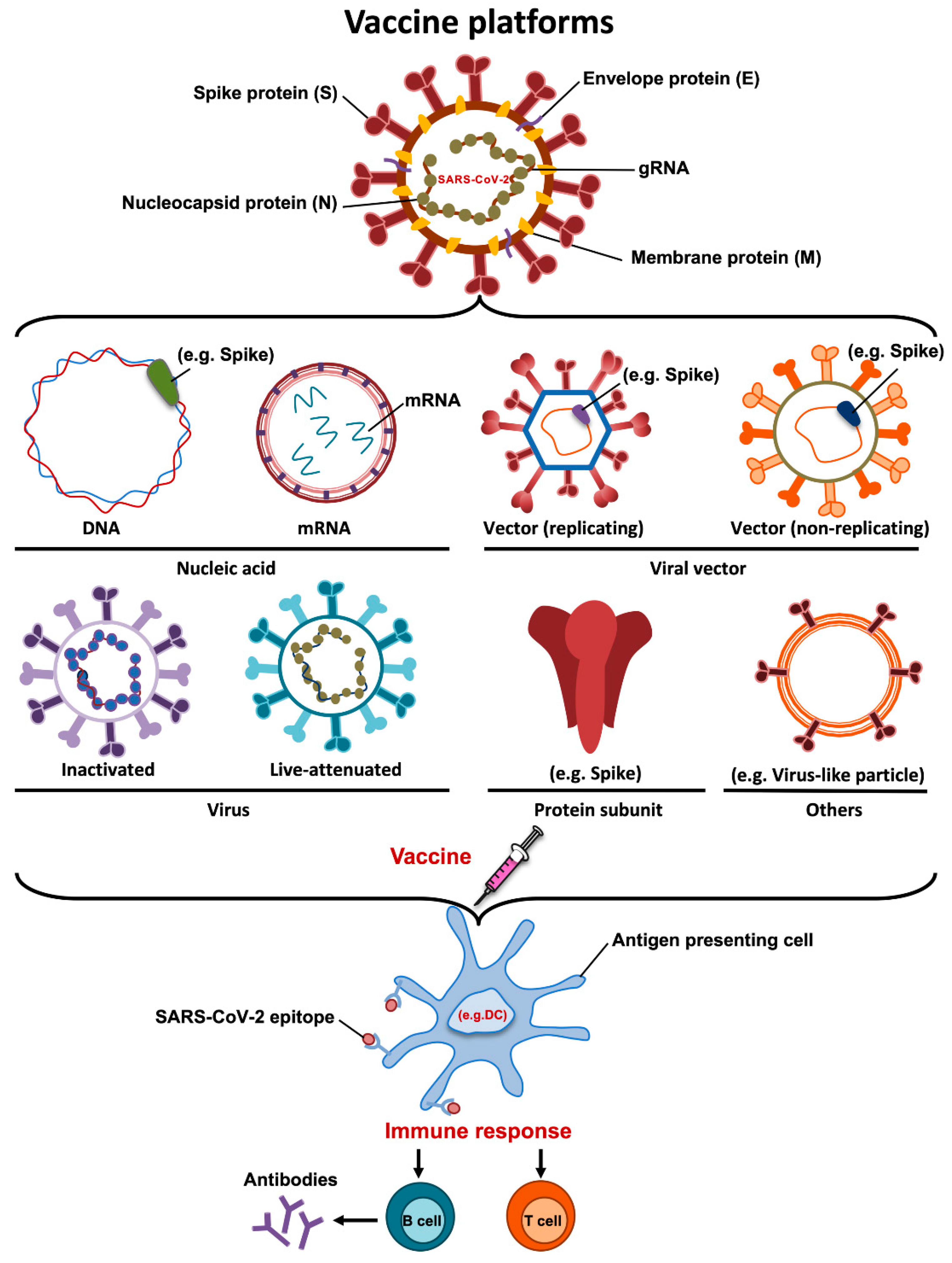 Pathogens 10 01030 g002