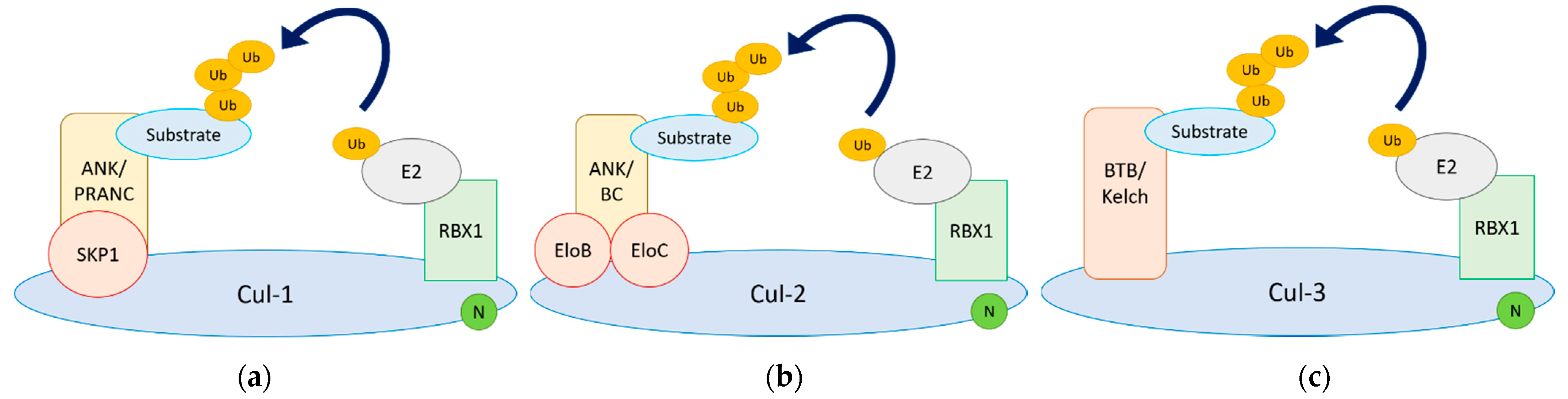Pathogens 10 01034 g001