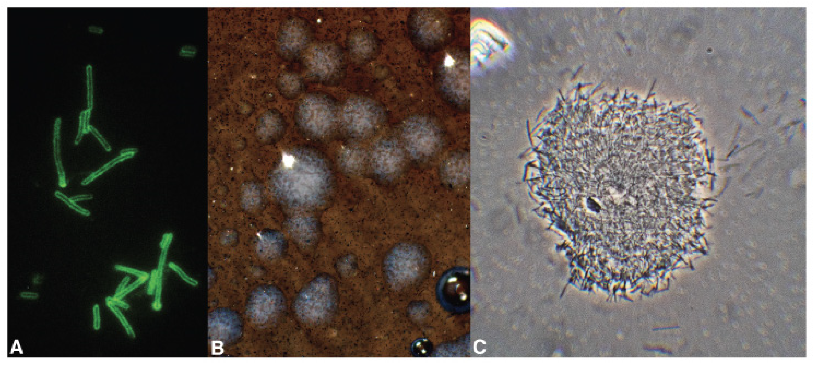 Pathogens 10 01035 g001