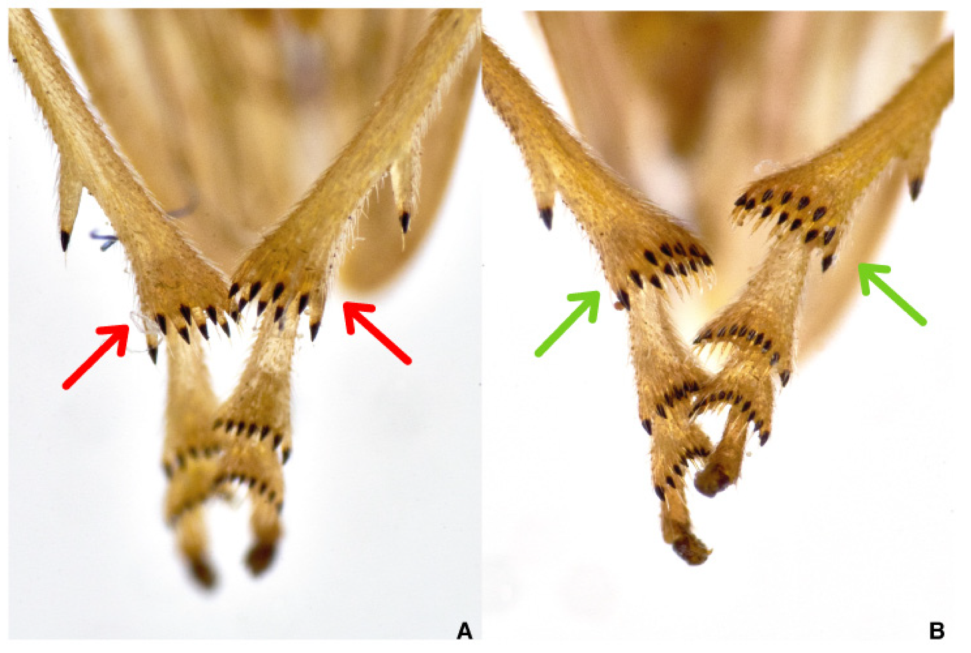 Pathogens 10 01035 g004