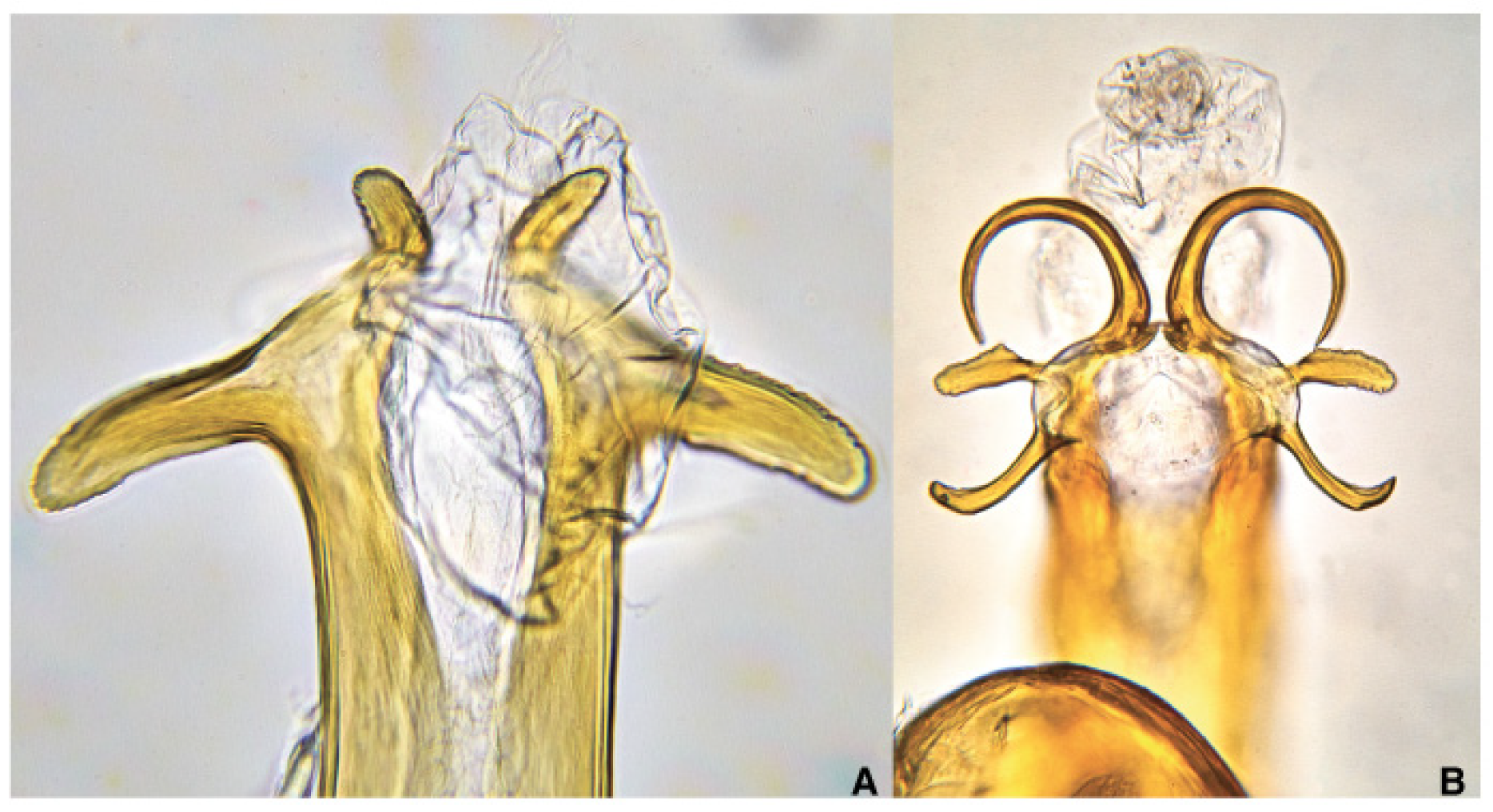 Pathogens 10 01035 g005