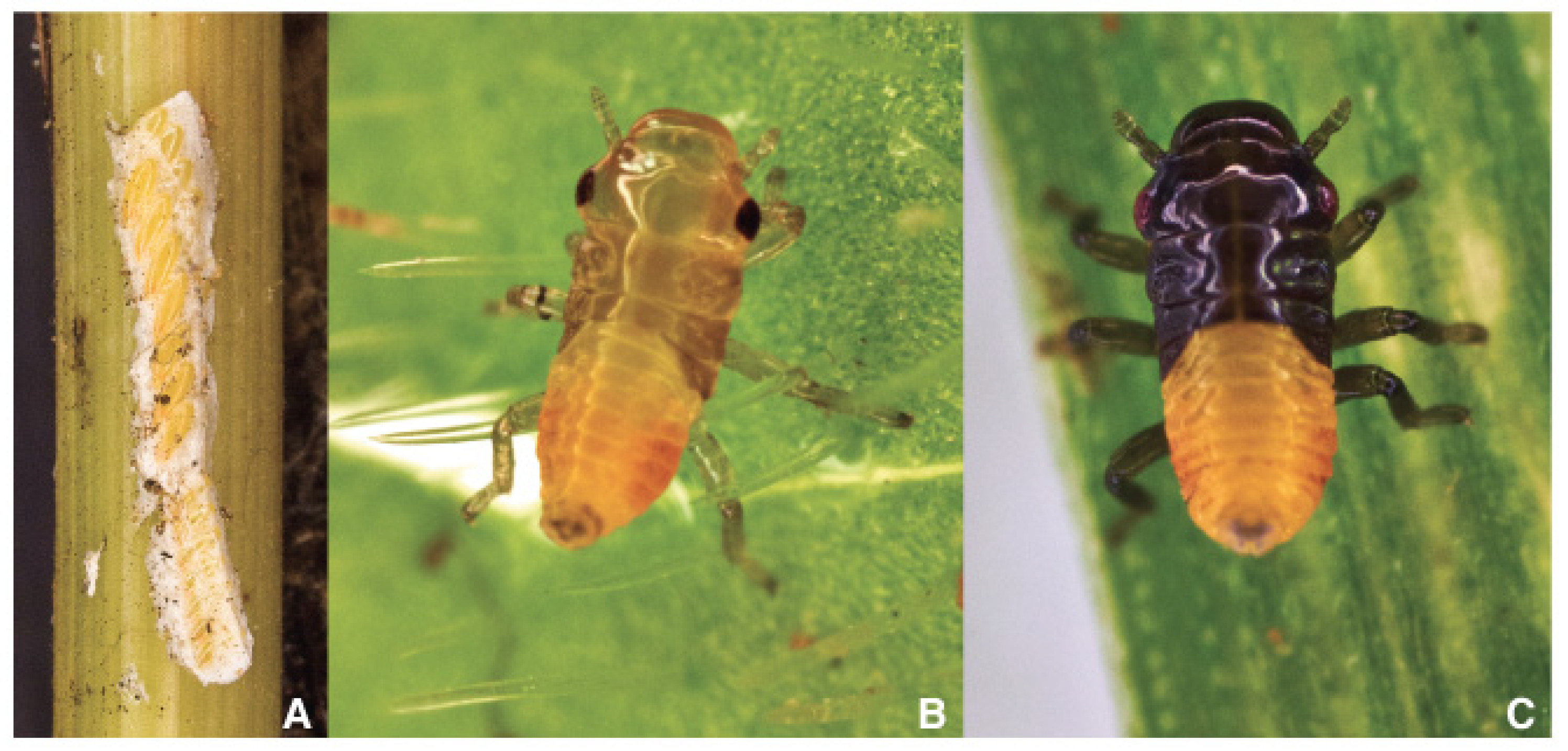 Pathogens 10 01035 g006