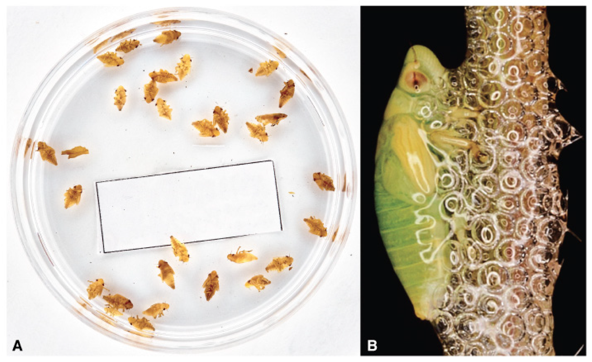 Pathogens 10 01035 g007